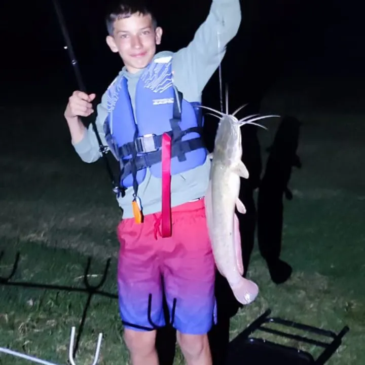 The most recent Blunt-toothed African catfish catches on Fishbrain