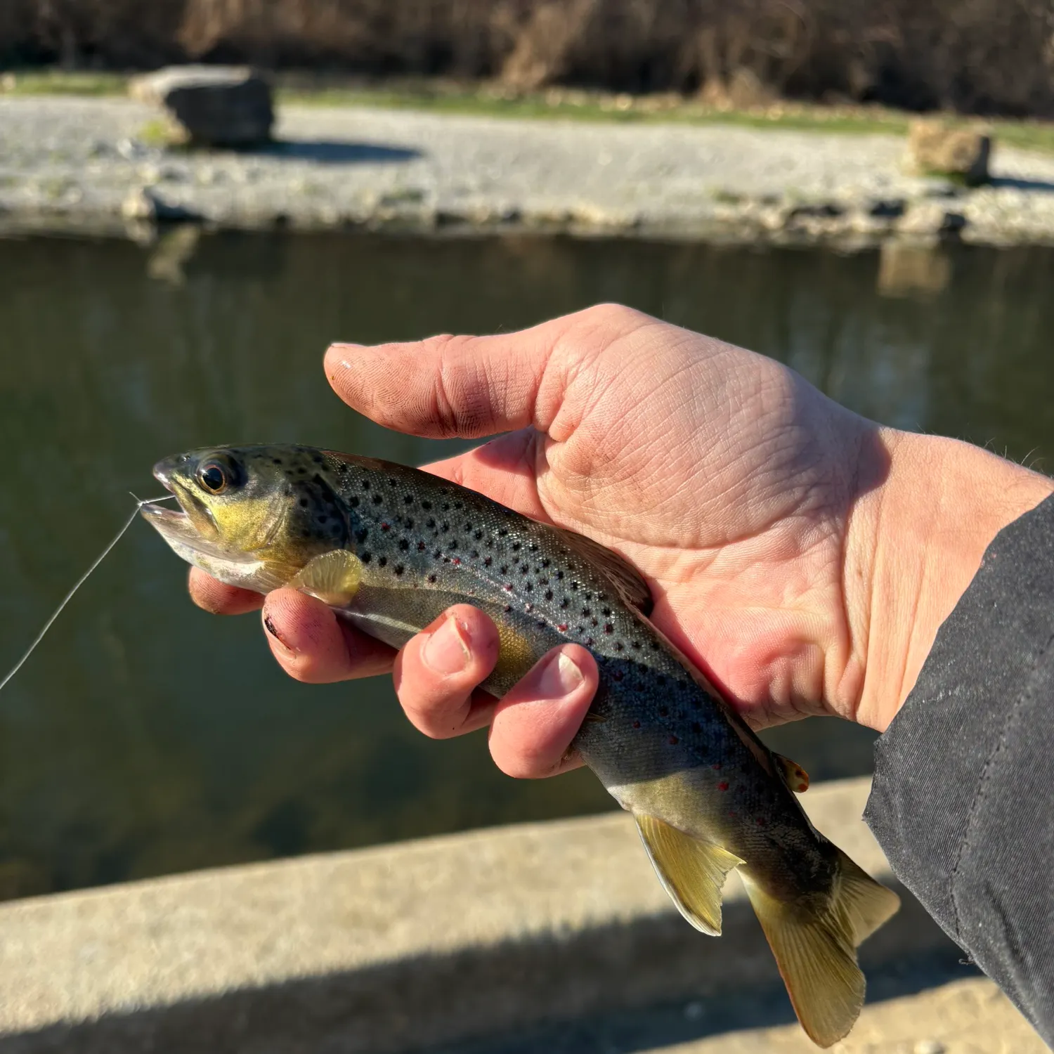The most recent Brown trout catches on Fishbrain