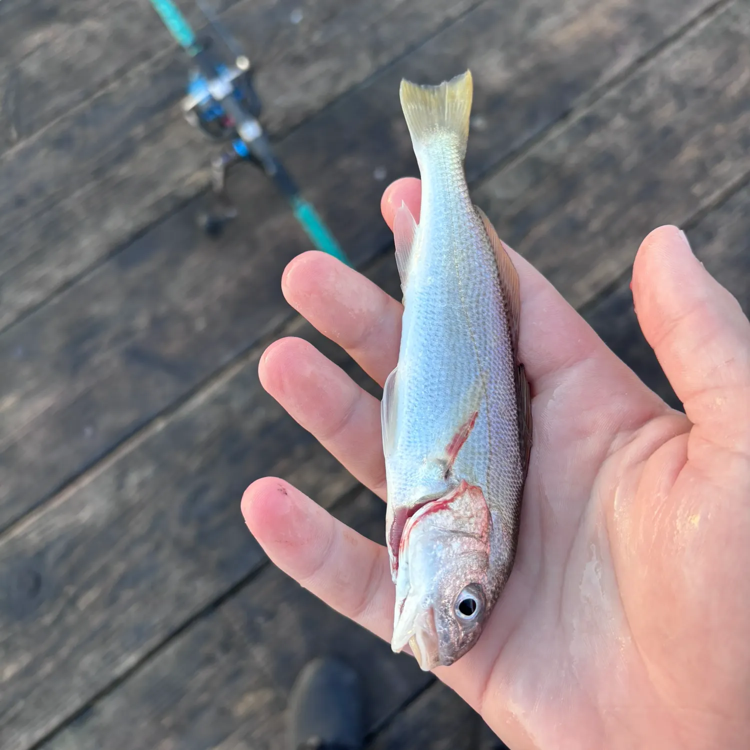The most recent White croaker catches on Fishbrain