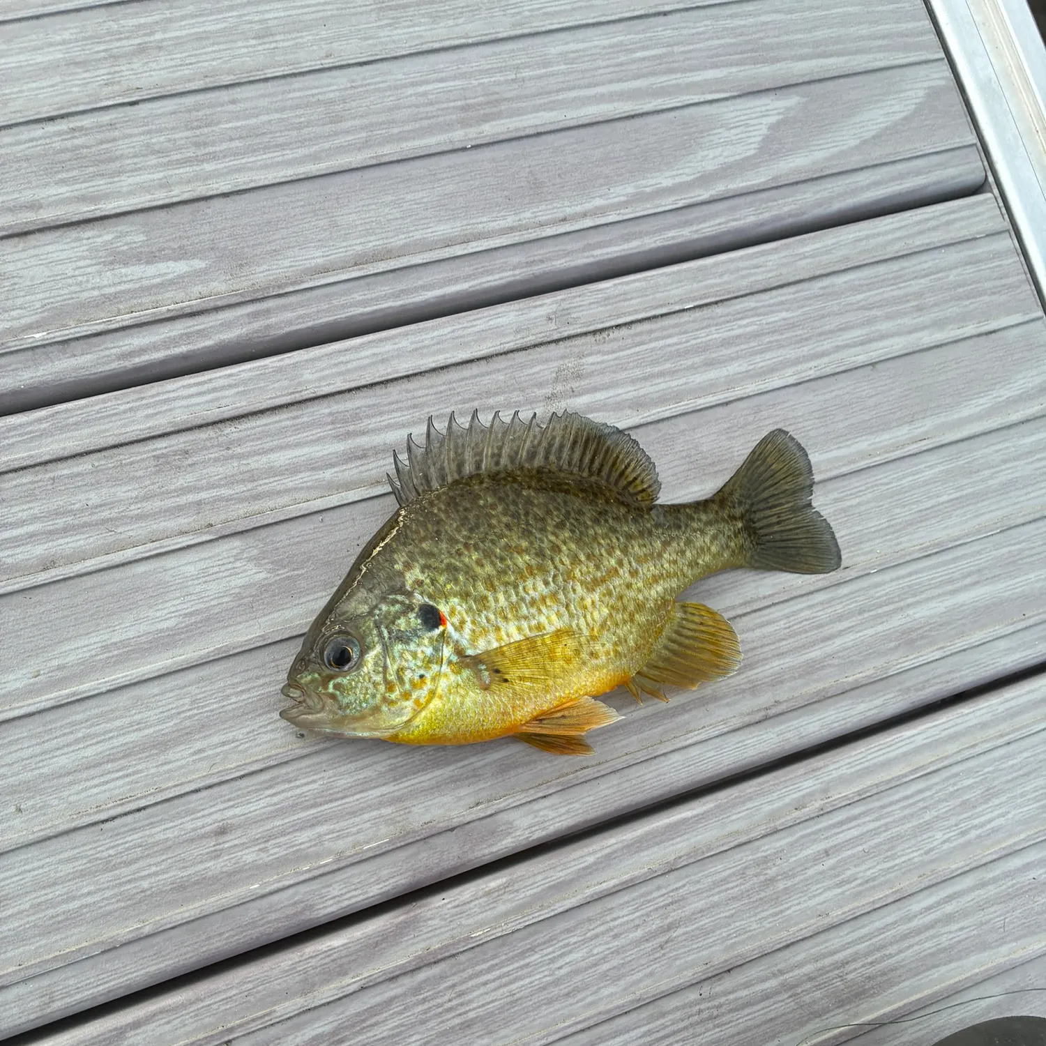 Pumpkinseed caught on Fishbrain