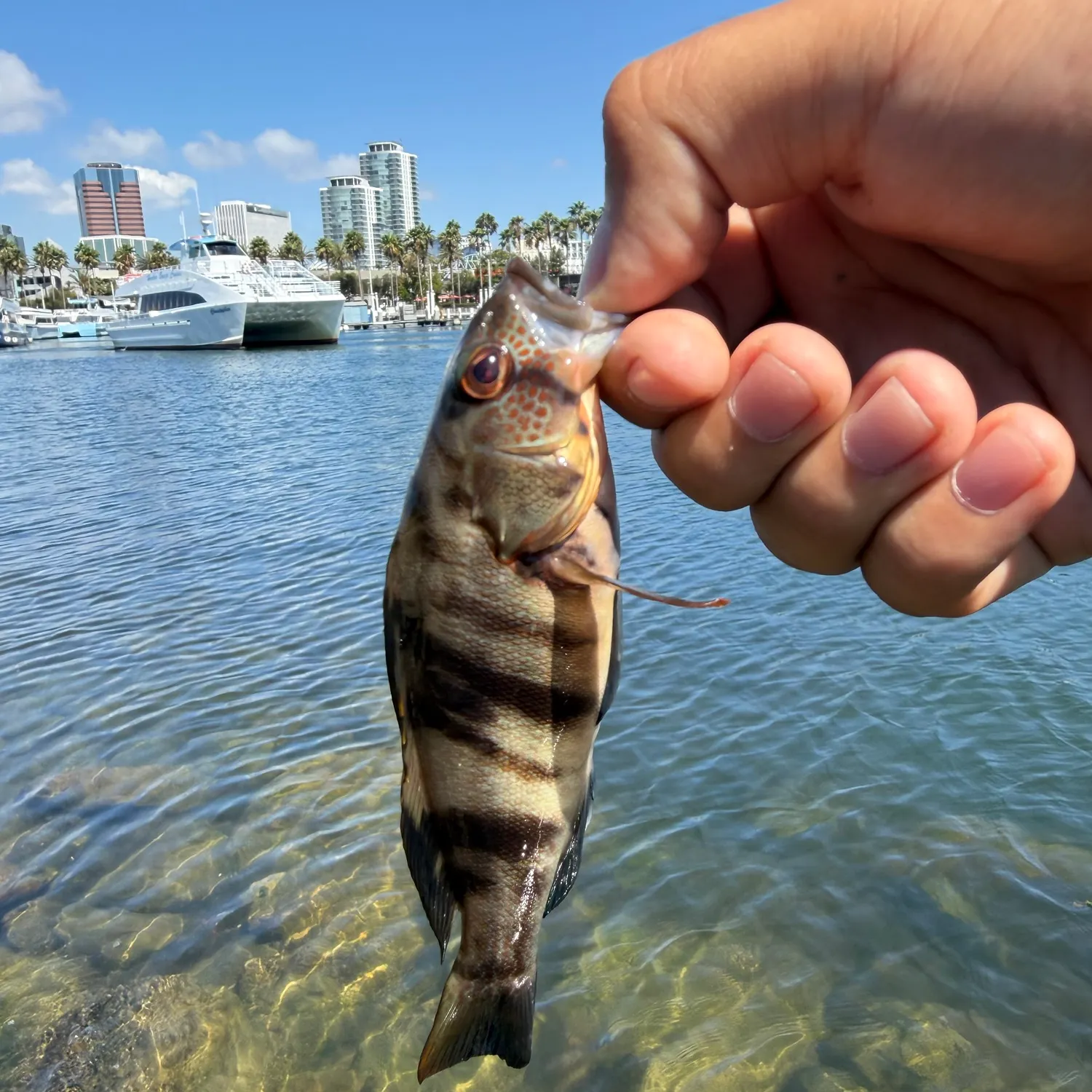 catch