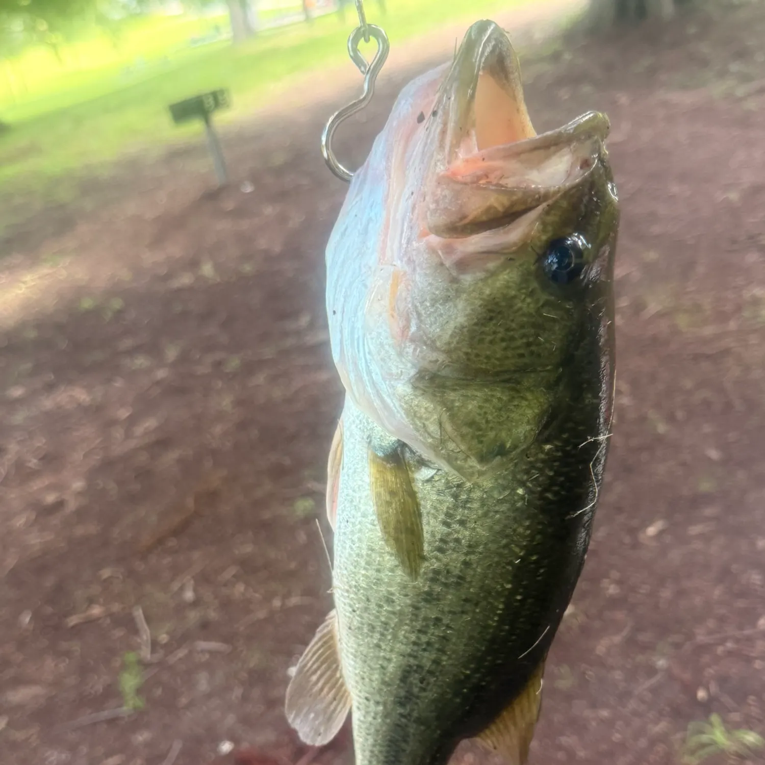 Largemouth bass caught on Fishbrain