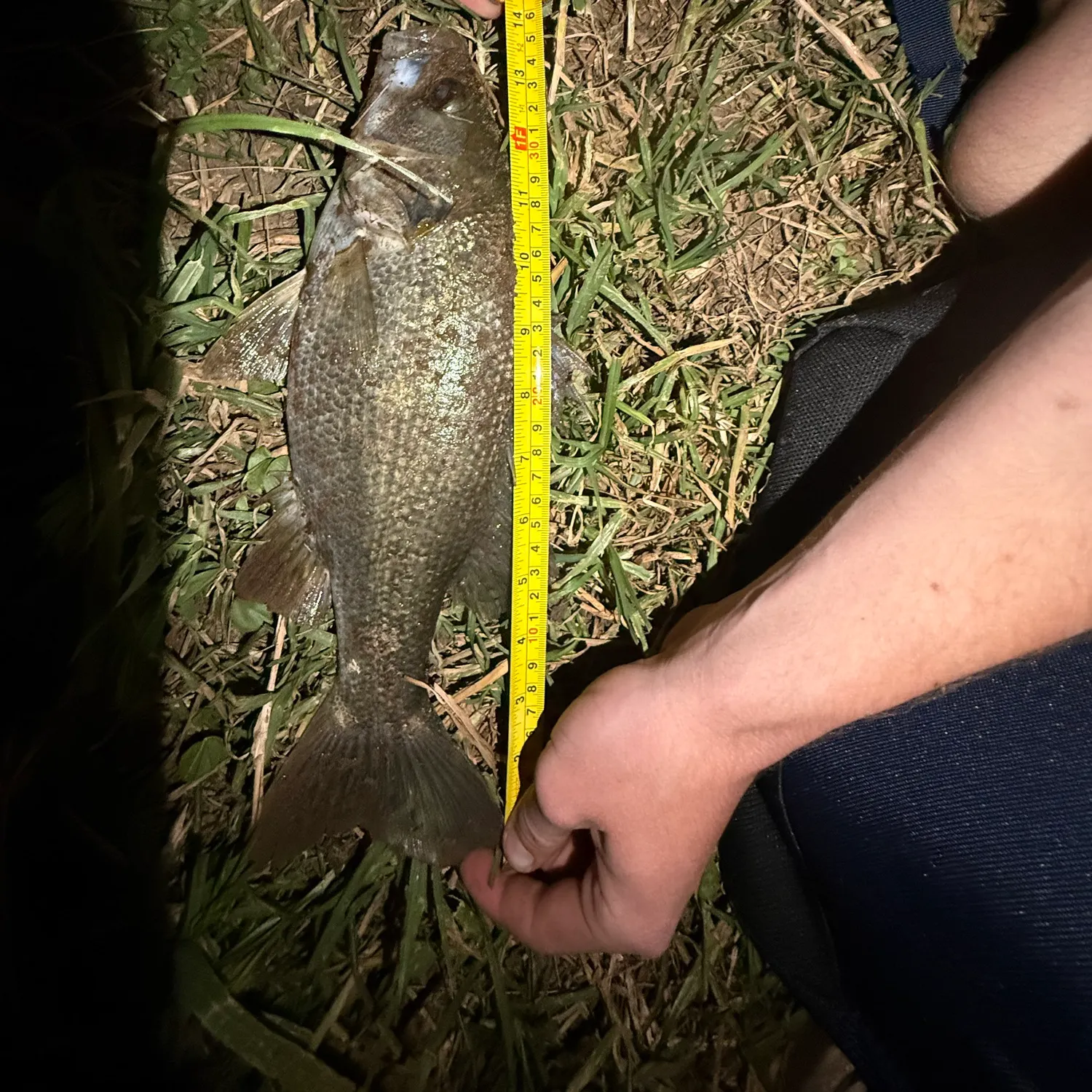 The most recent Australian bass catches on Fishbrain