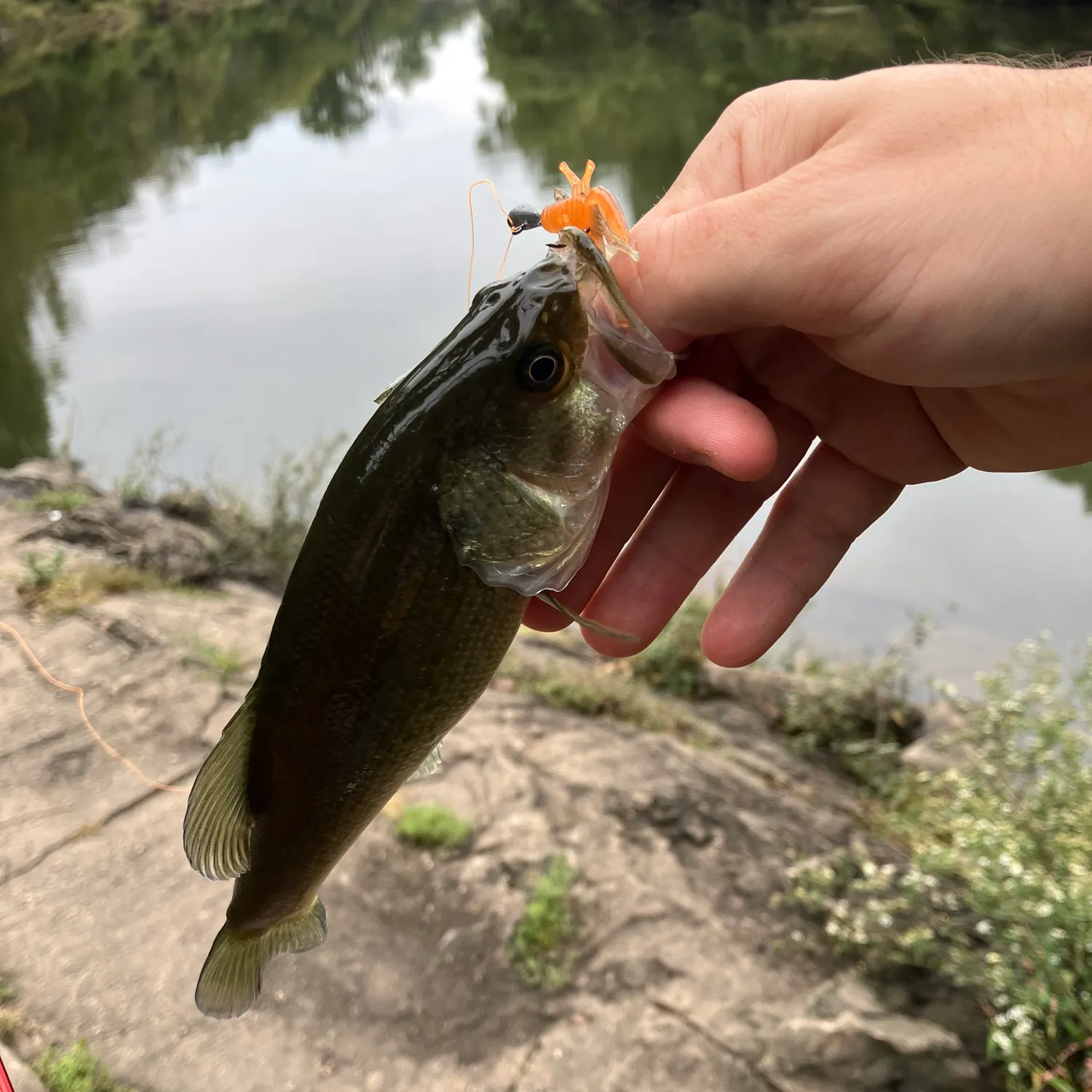 Largemouth bass caught on Fishbrain