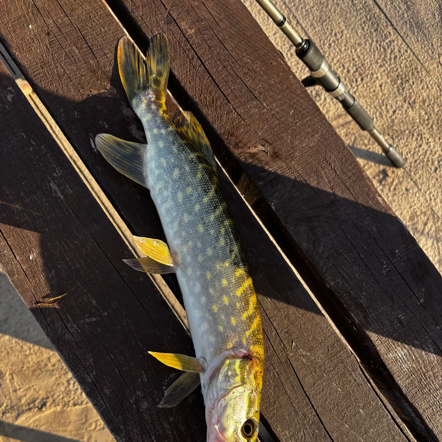 Northern pike caught on Fishbrain
