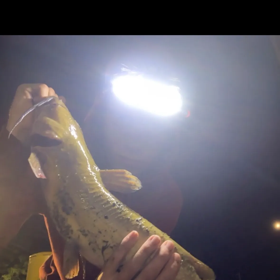 Fish caught on Fishbrain