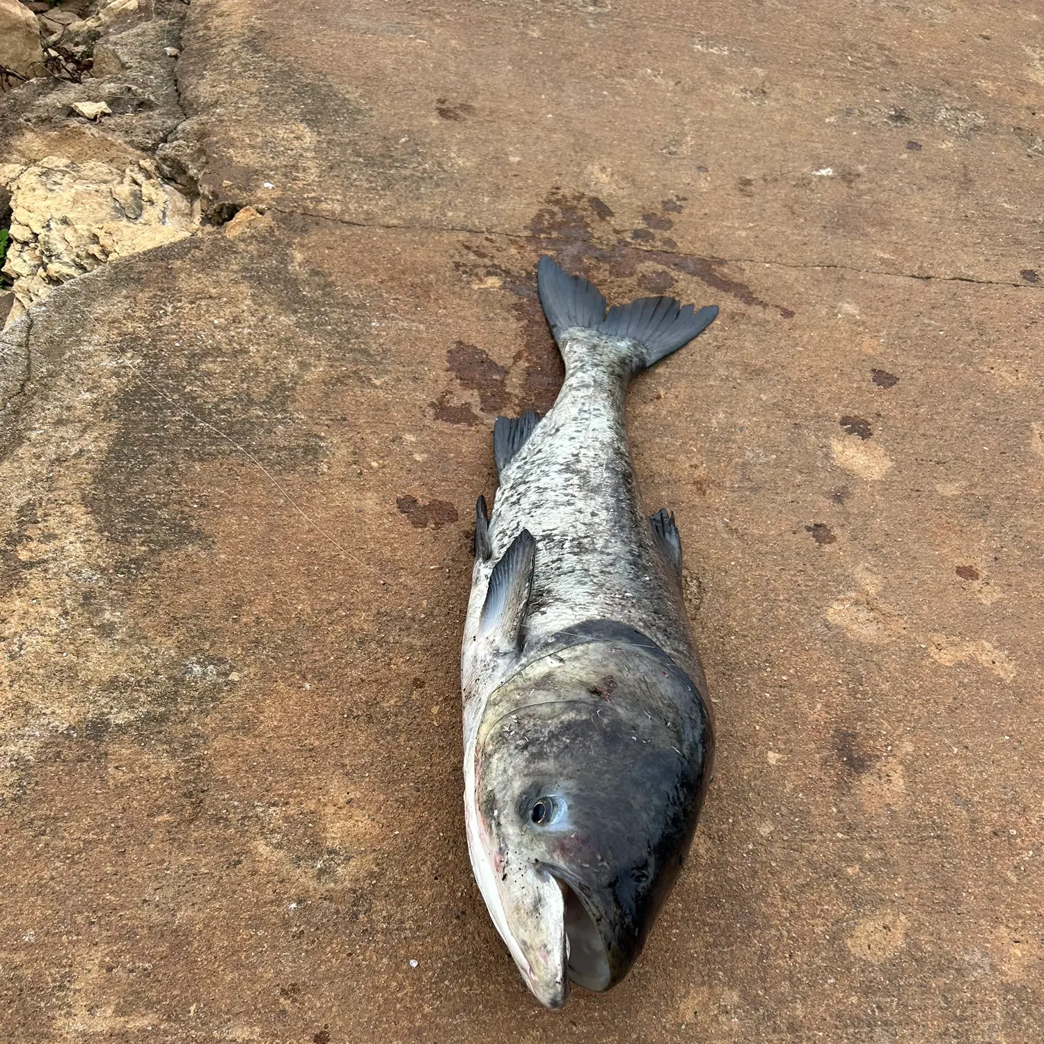 The most recent Bighead carp catches on Fishbrain