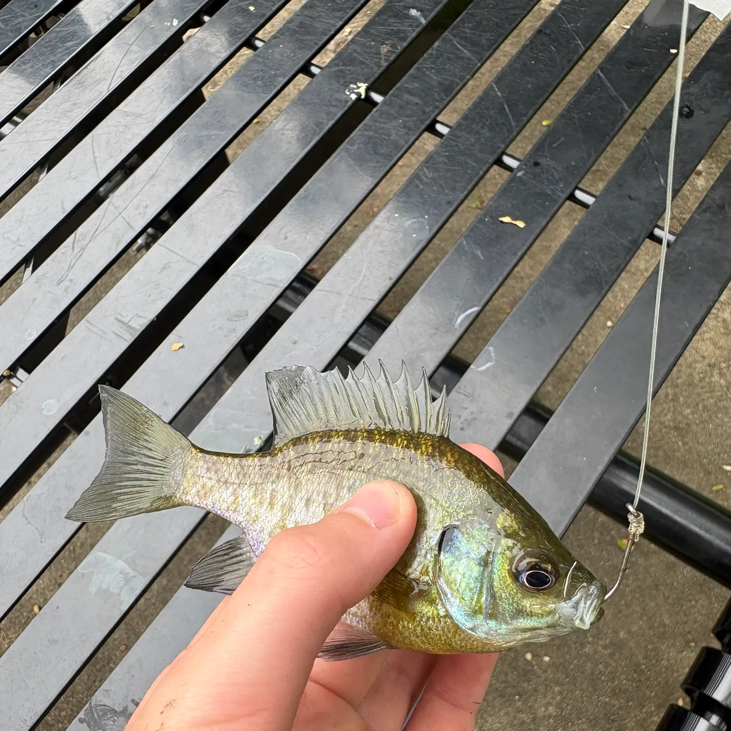 Bluegill caught on Fishbrain