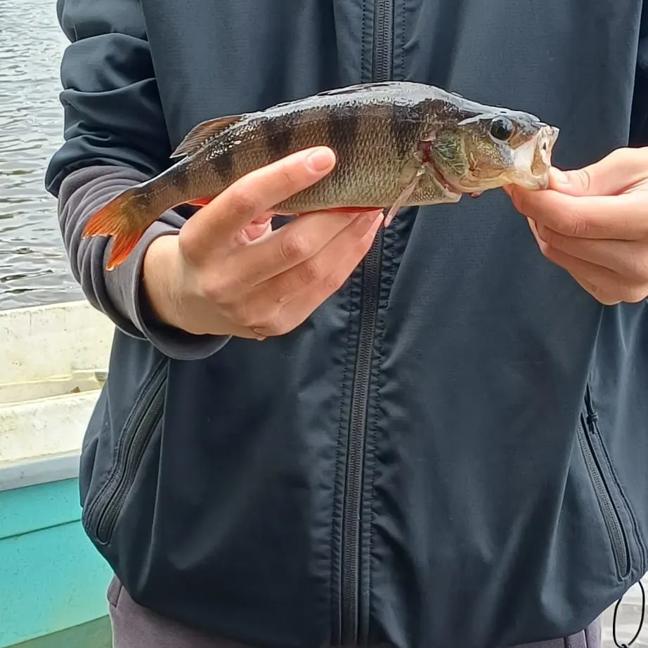 European perch caught on Fishbrain