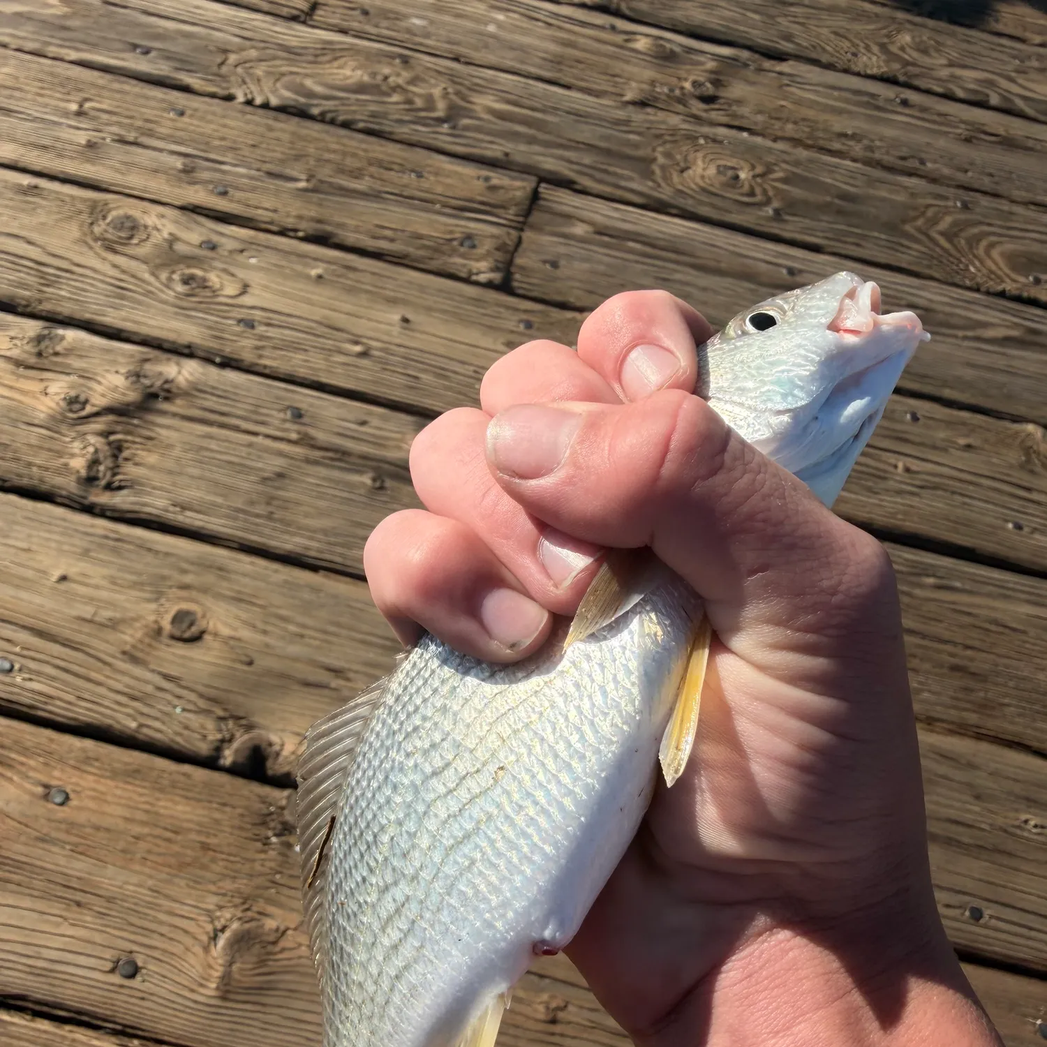 The most recent Yellowfin croaker catches on Fishbrain