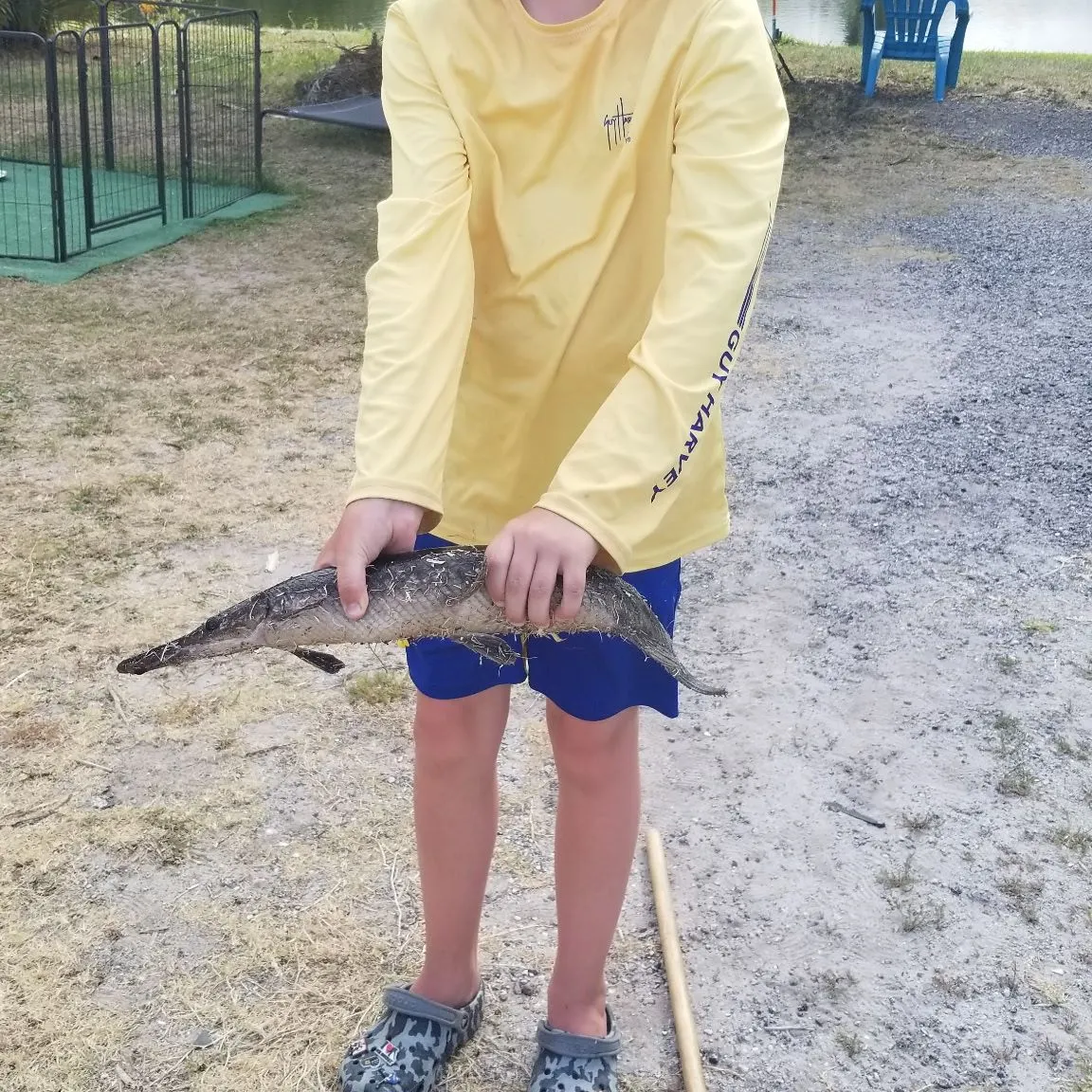 The most recent Alligator gar catches on Fishbrain