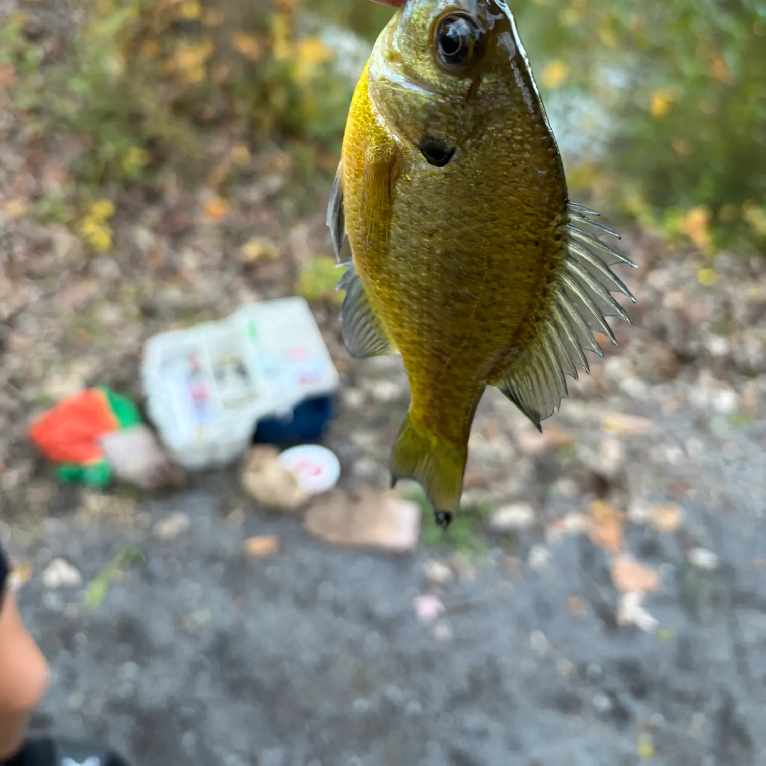 Bluegill caught on Fishbrain