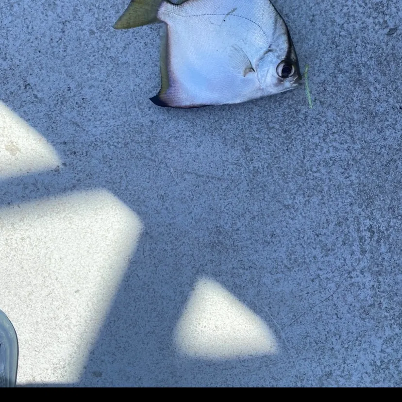 Silver moony caught on Fishbrain