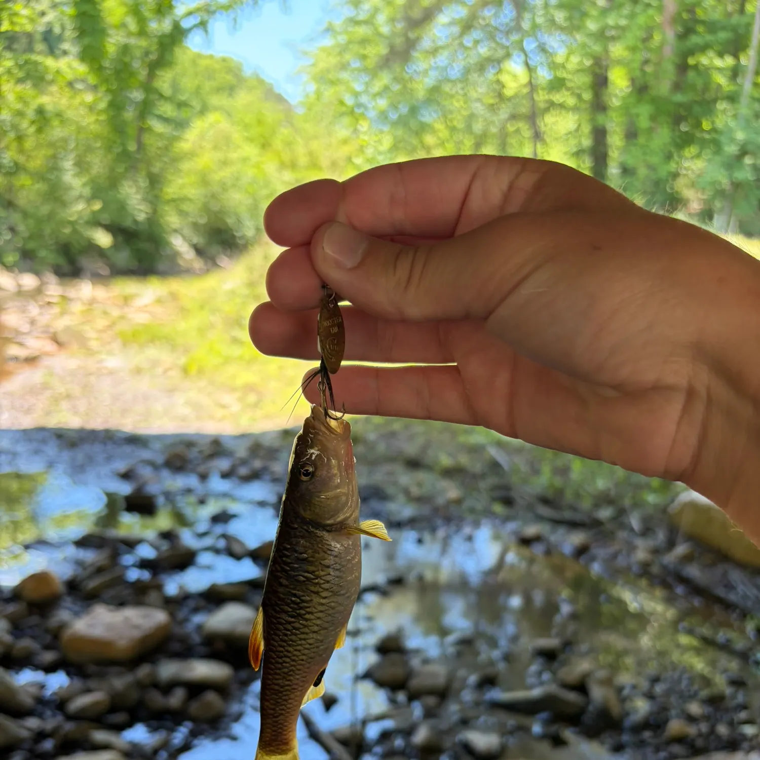 The most recent Bigmouth chub catches on Fishbrain
