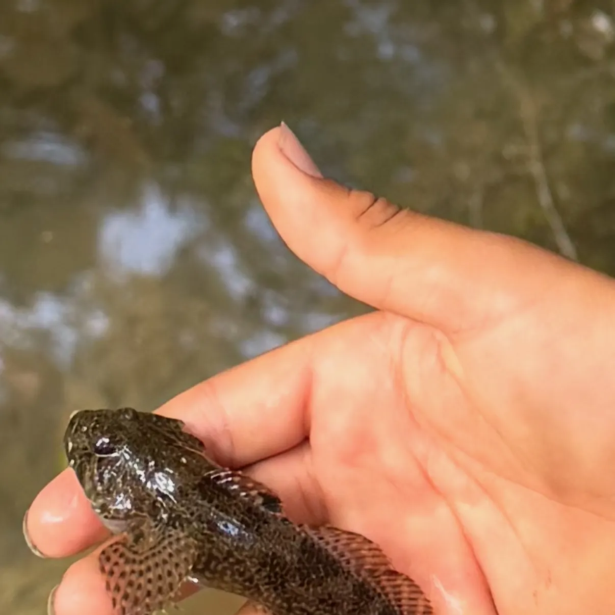 Coastal riffle sculpin caught on Fishbrain