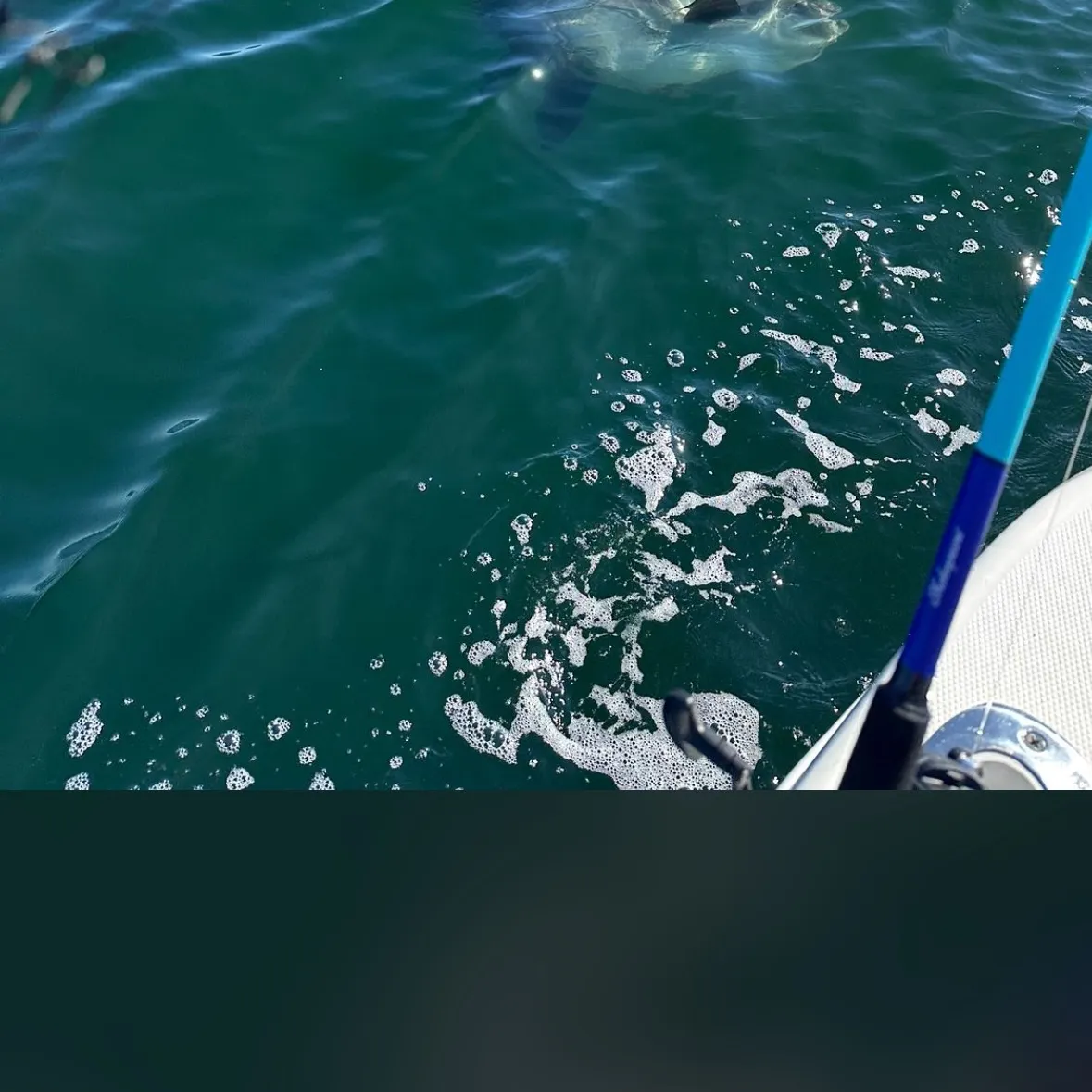 The most recent Ocean sunfish catches on Fishbrain