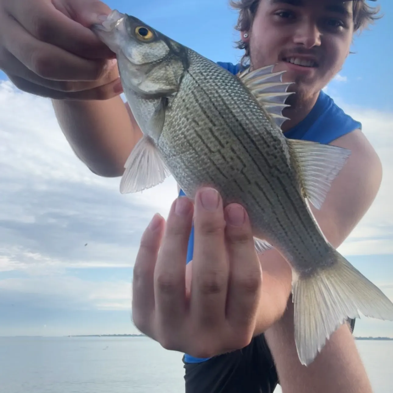 White bass caught on Fishbrain