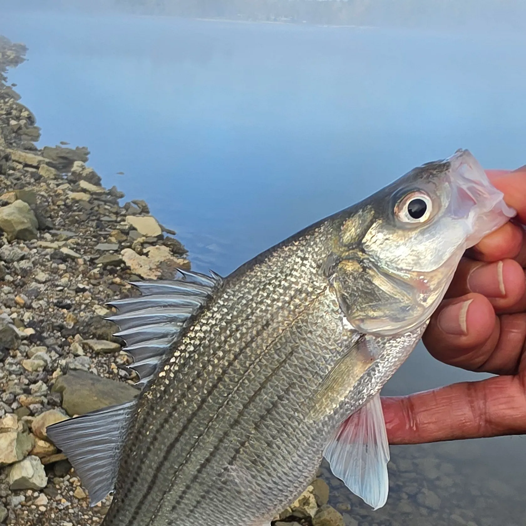 White bass caught on Fishbrain