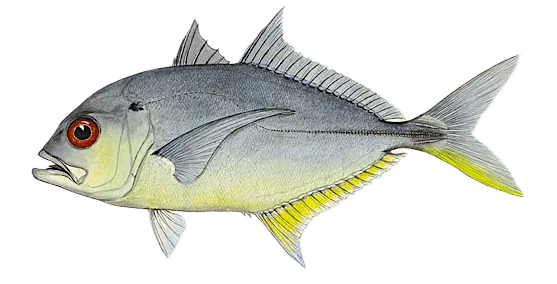 Bigeye trevally