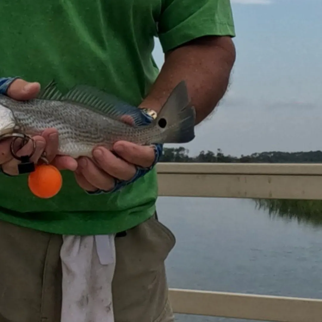 Red drum caught on Fishbrain