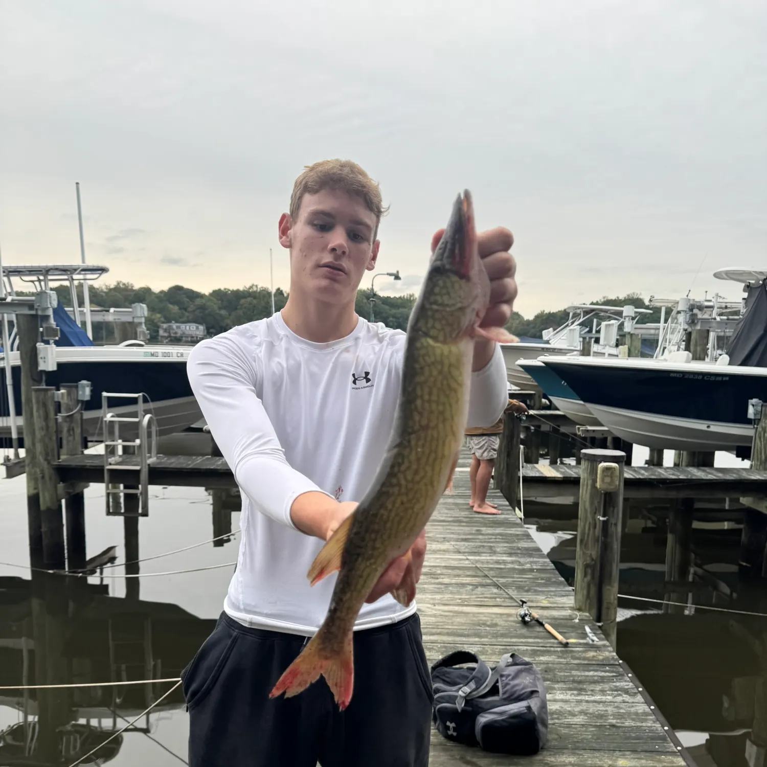 Chain pickerel caught on Fishbrain