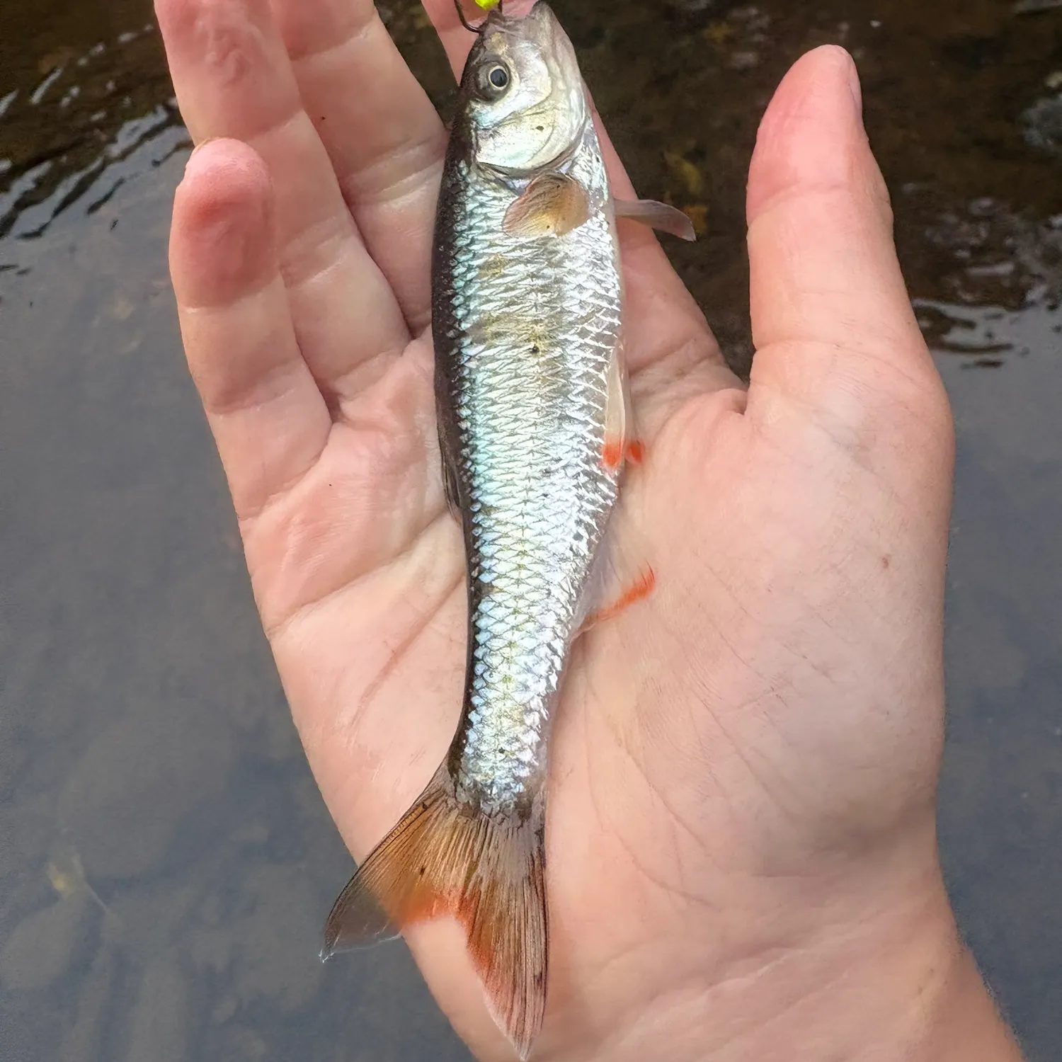 Common shiner caught on Fishbrain