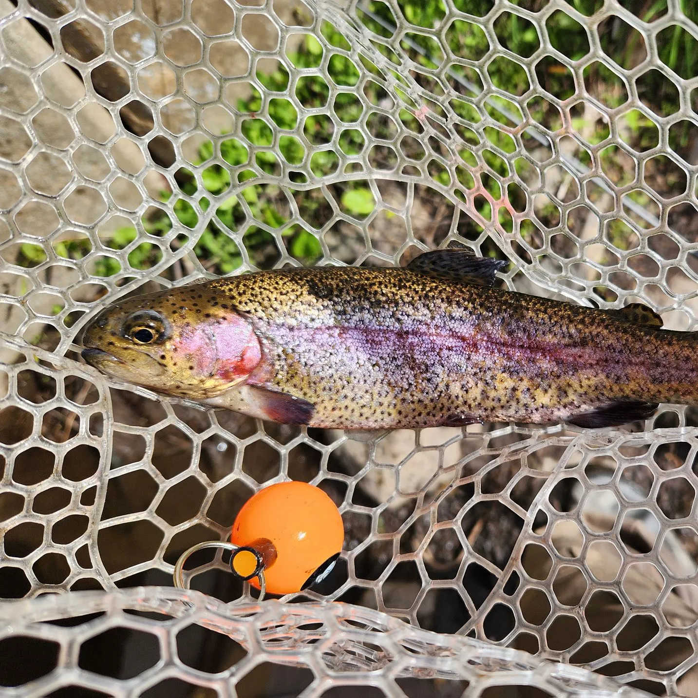 The most recent Rainbow trout catches on Fishbrain