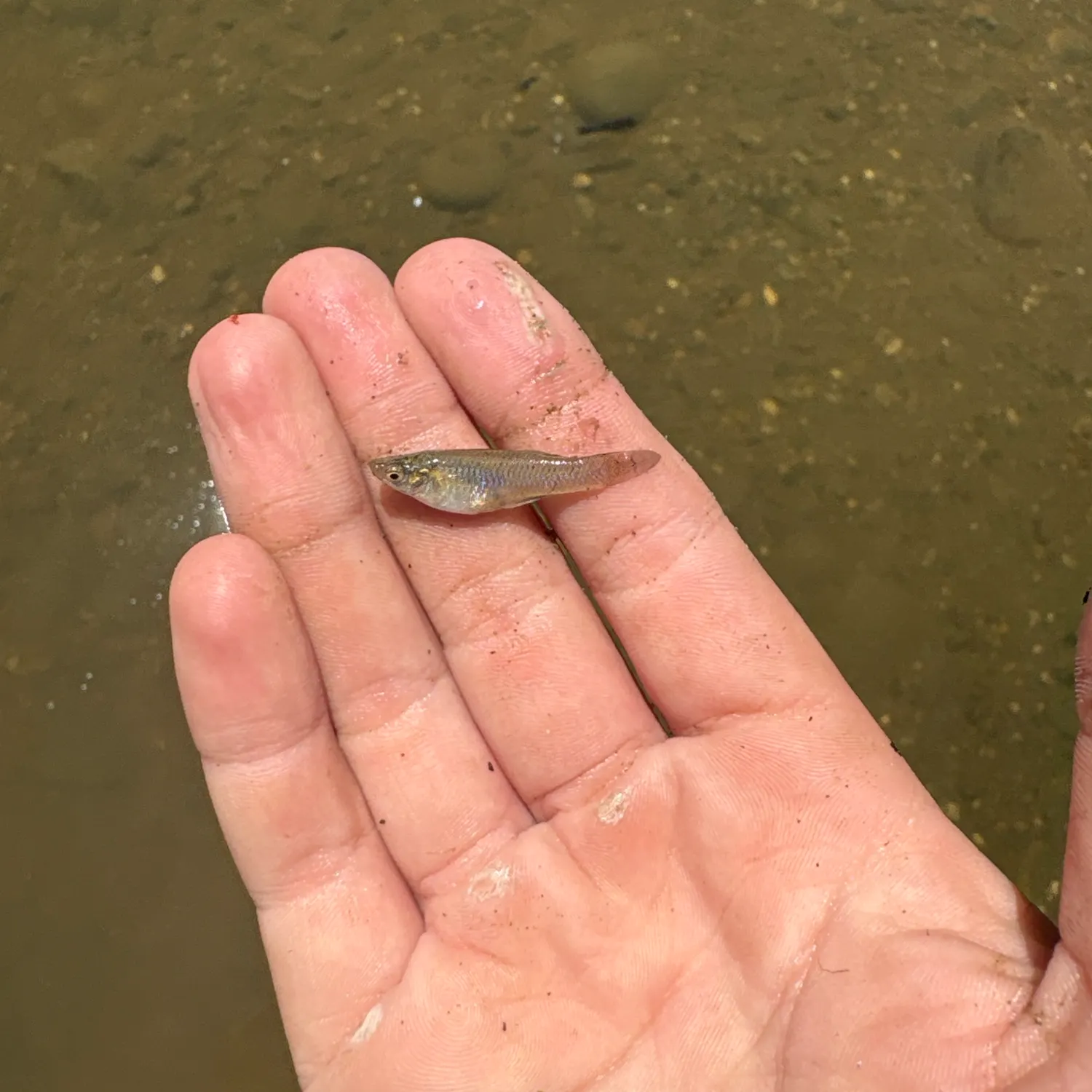 The most recent Sheepshead minnow catches on Fishbrain