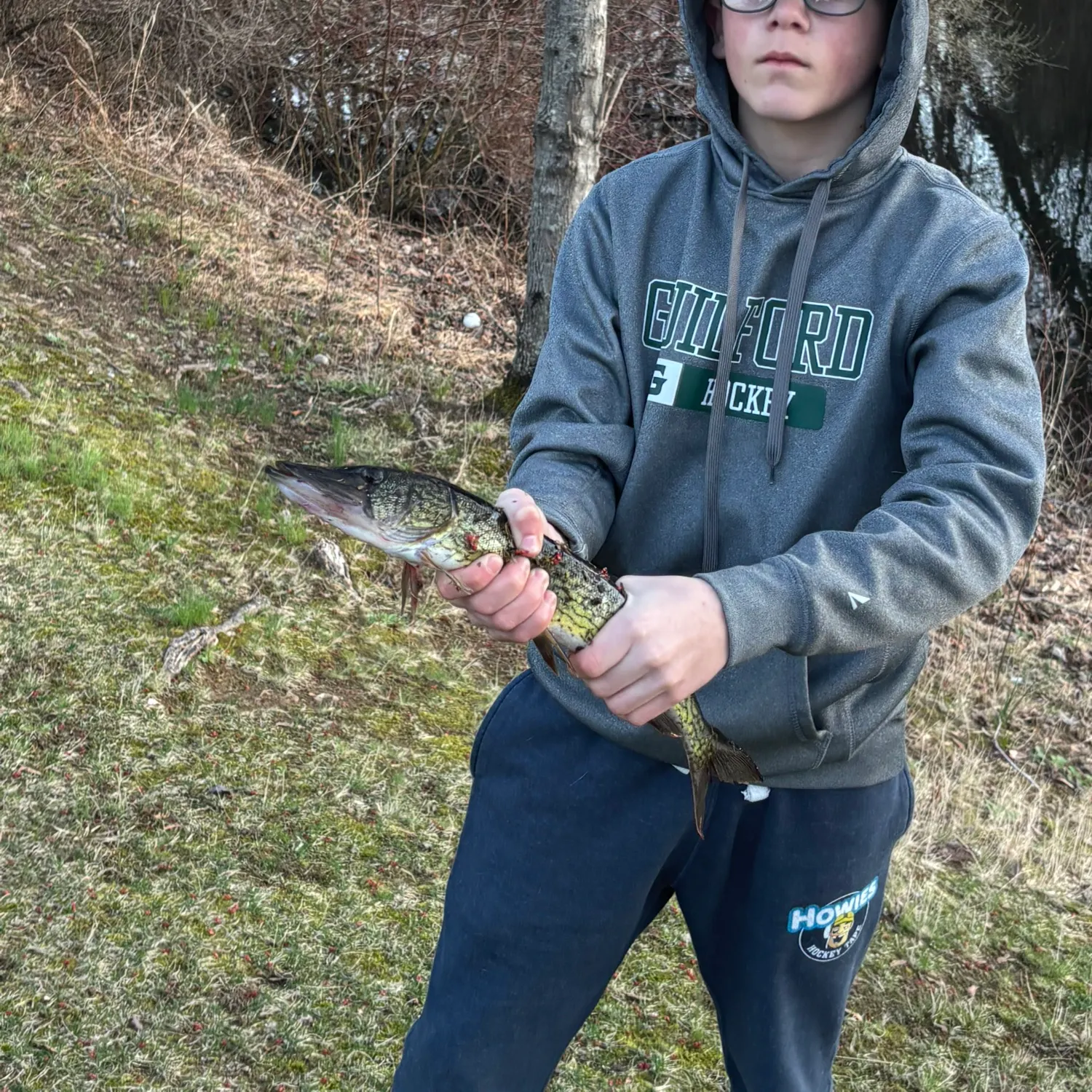 The most recent Grass pickerel catches on Fishbrain