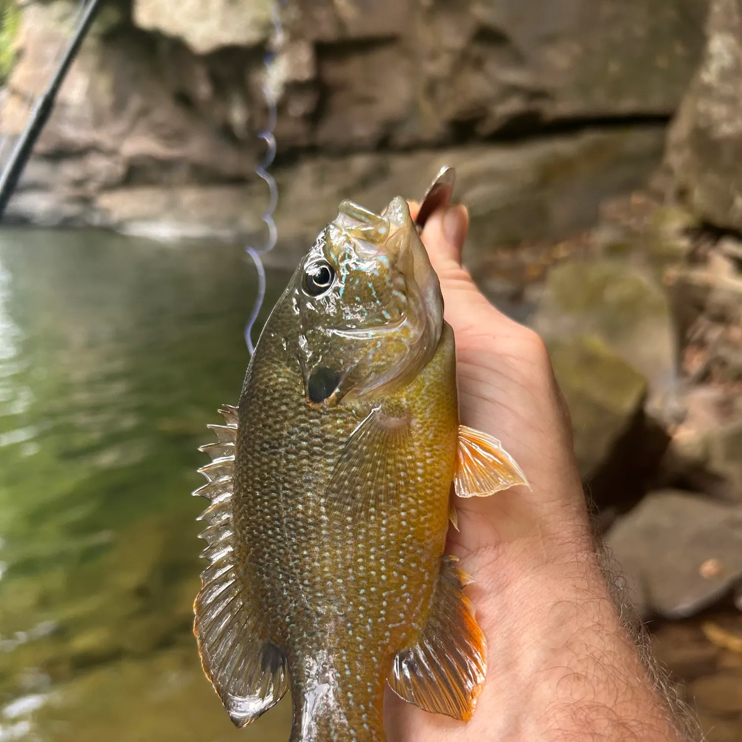 Green sunfish caught on Fishbrain