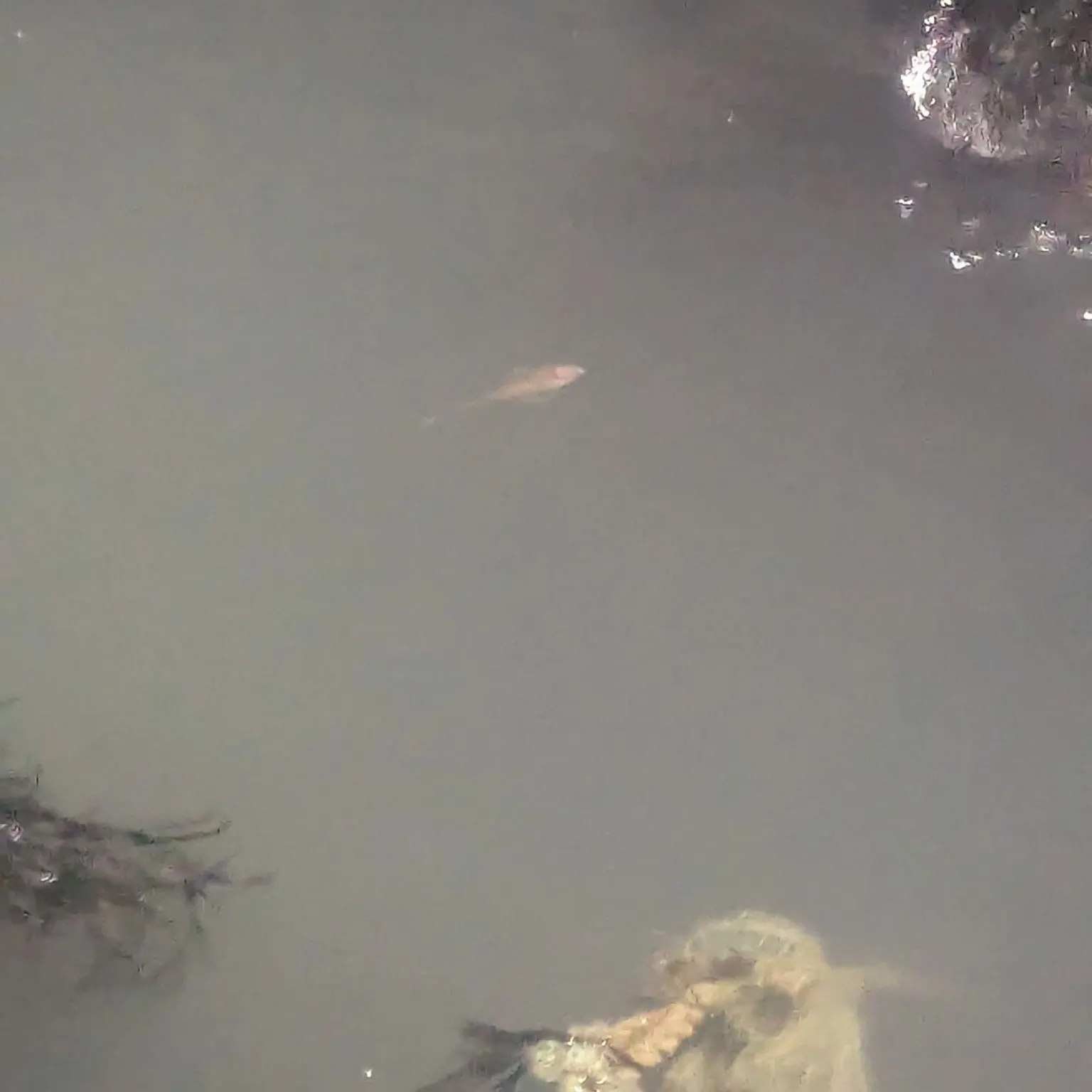 The most recent European flounder catches on Fishbrain