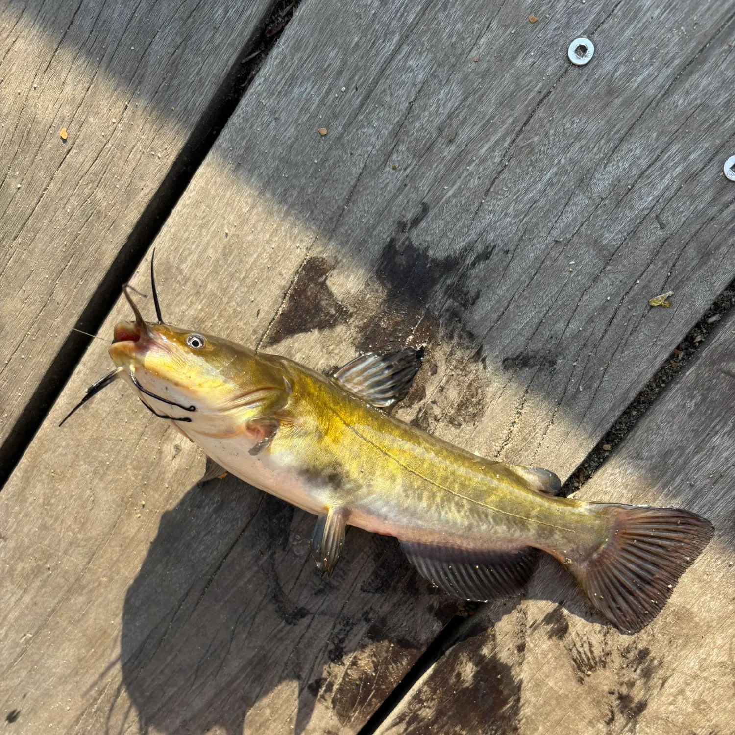 The most recent Brown bullhead catches on Fishbrain