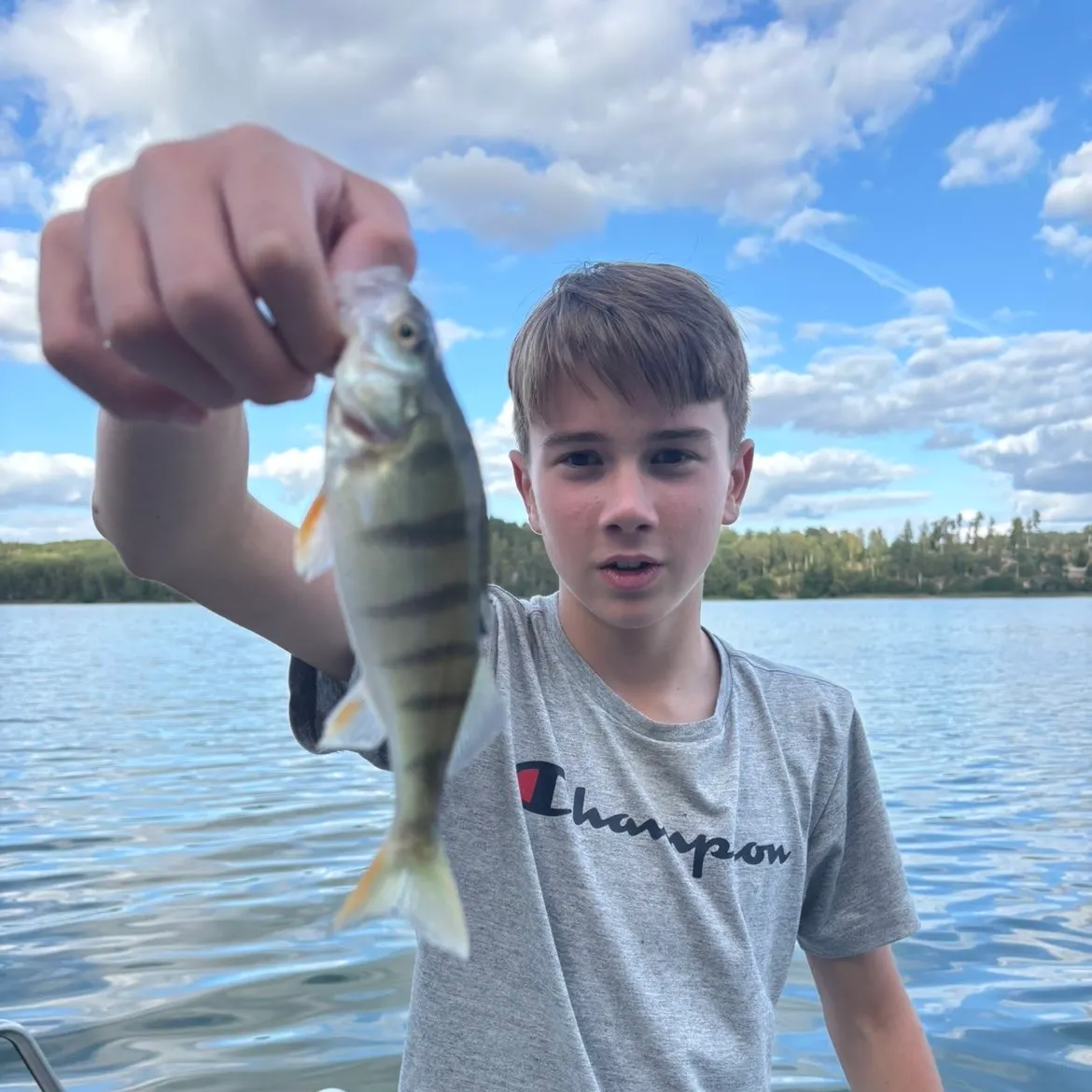 European perch caught on Fishbrain
