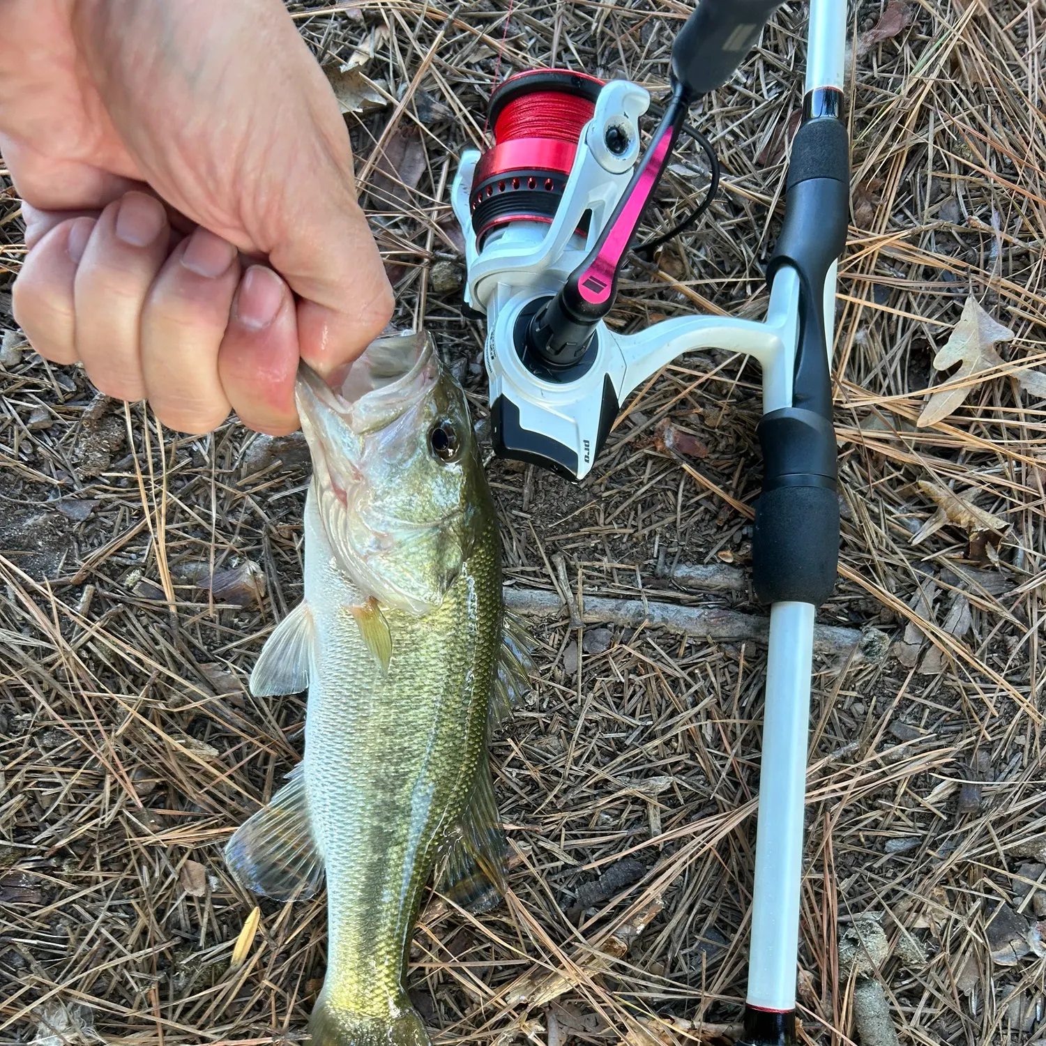 Largemouth bass caught on Fishbrain