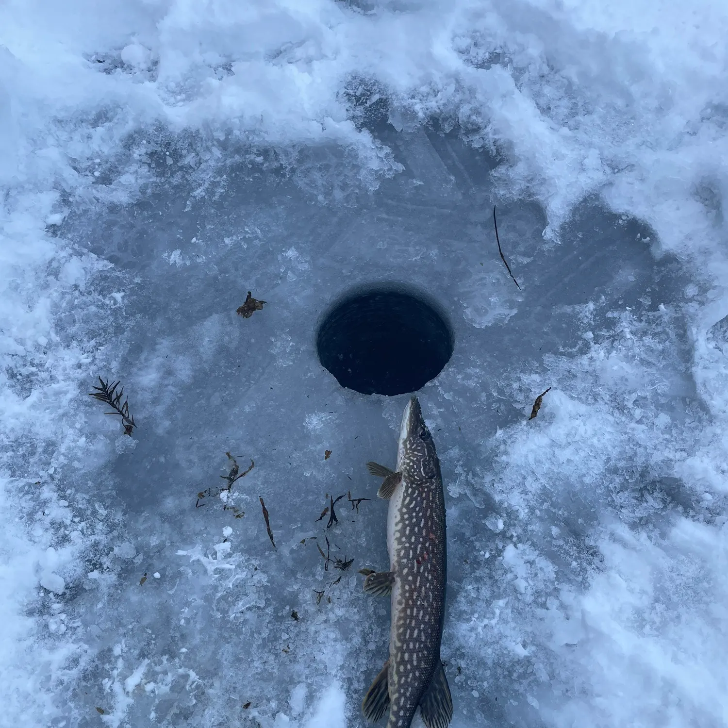 The most recent Northern pike catches on Fishbrain