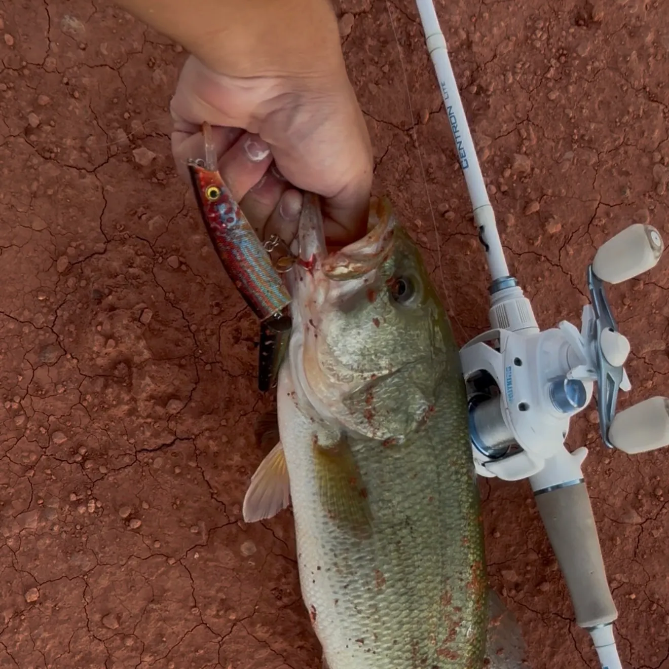 Smallmouth bass caught on Fishbrain