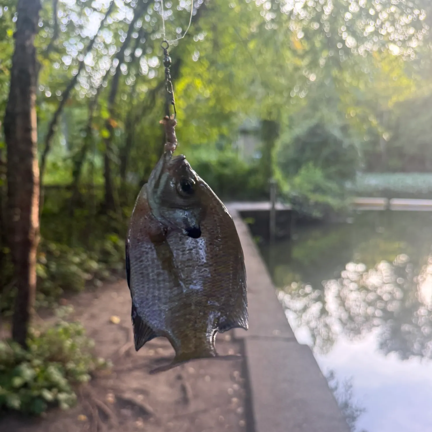 Bluegill caught on Fishbrain