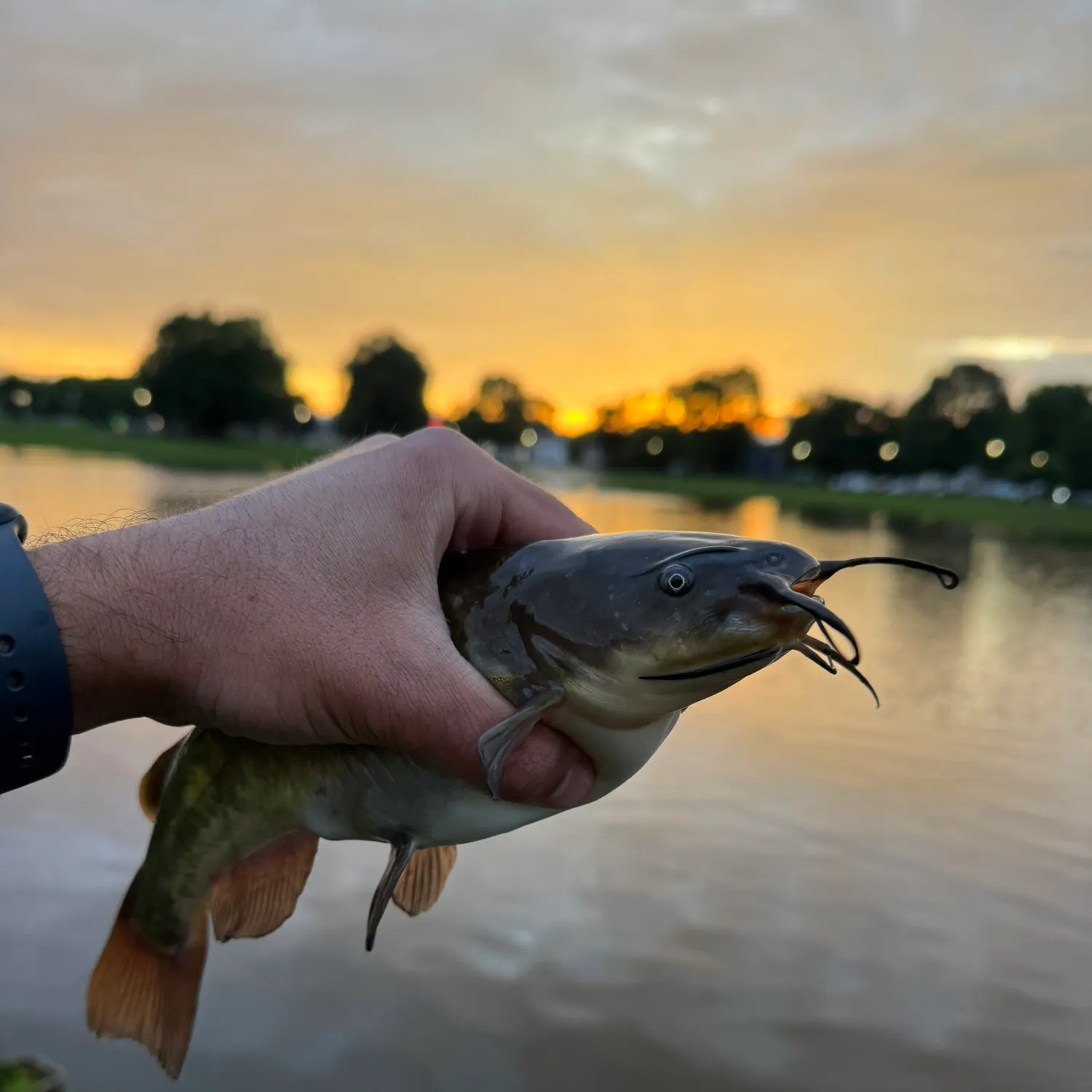 catch