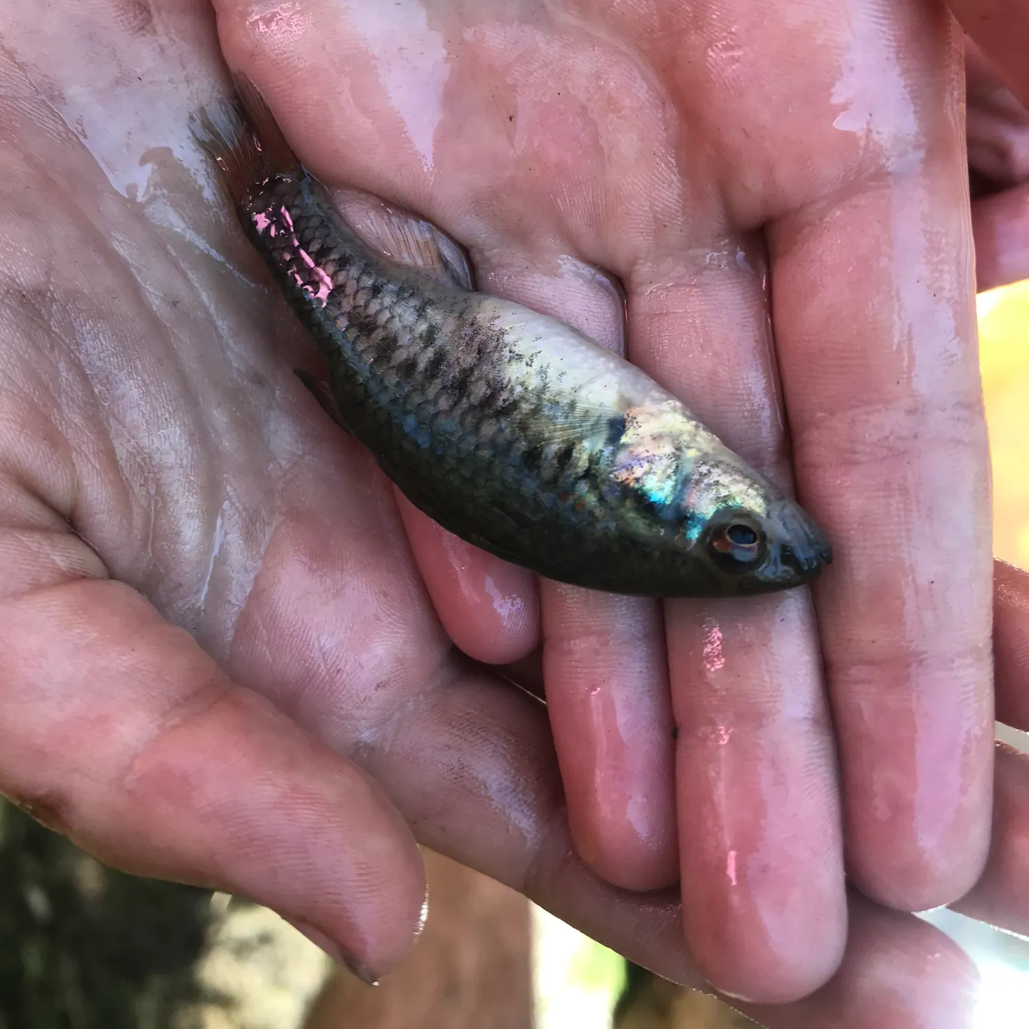The most recent Southern pygmy perch catches on Fishbrain