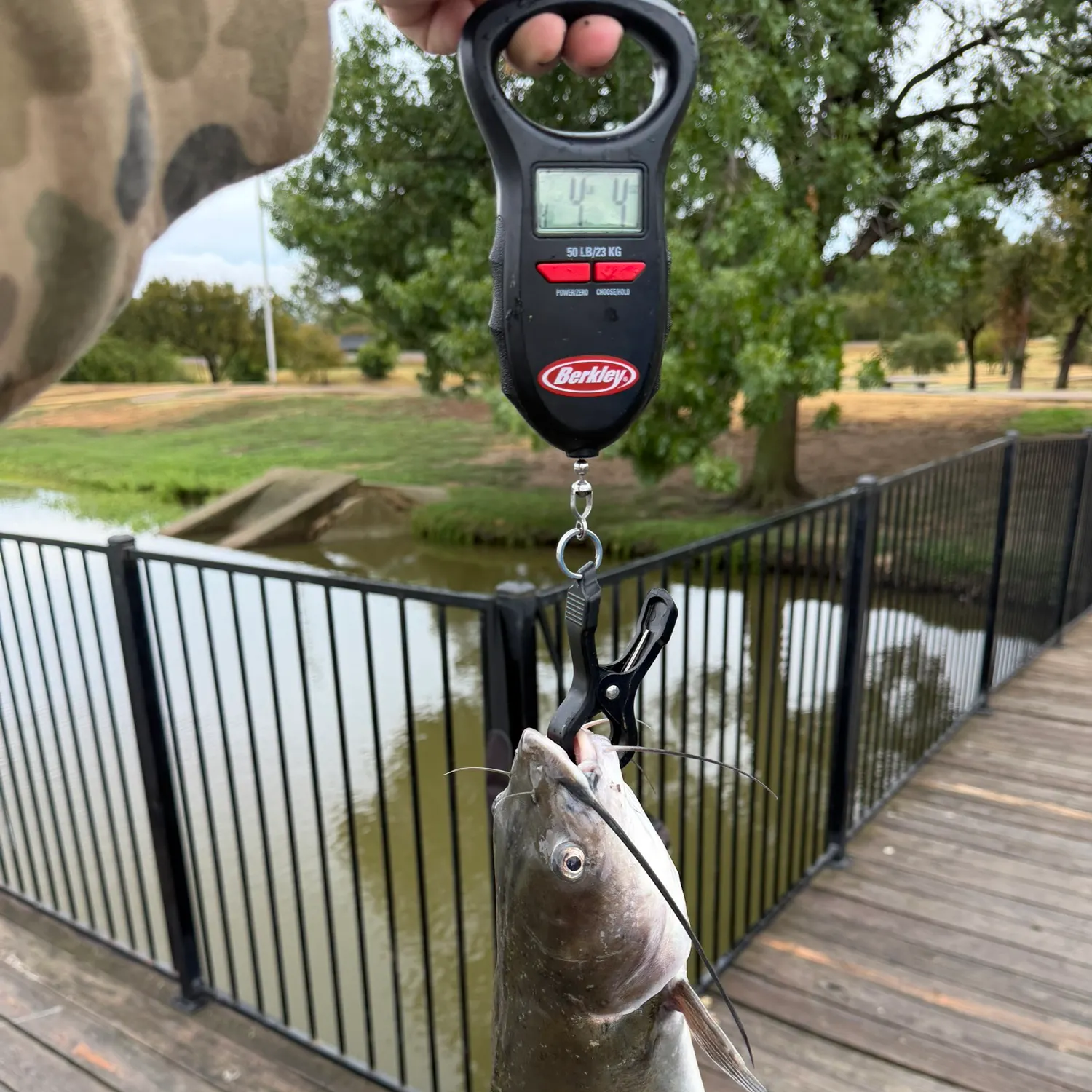 Channel catfish caught on Fishbrain