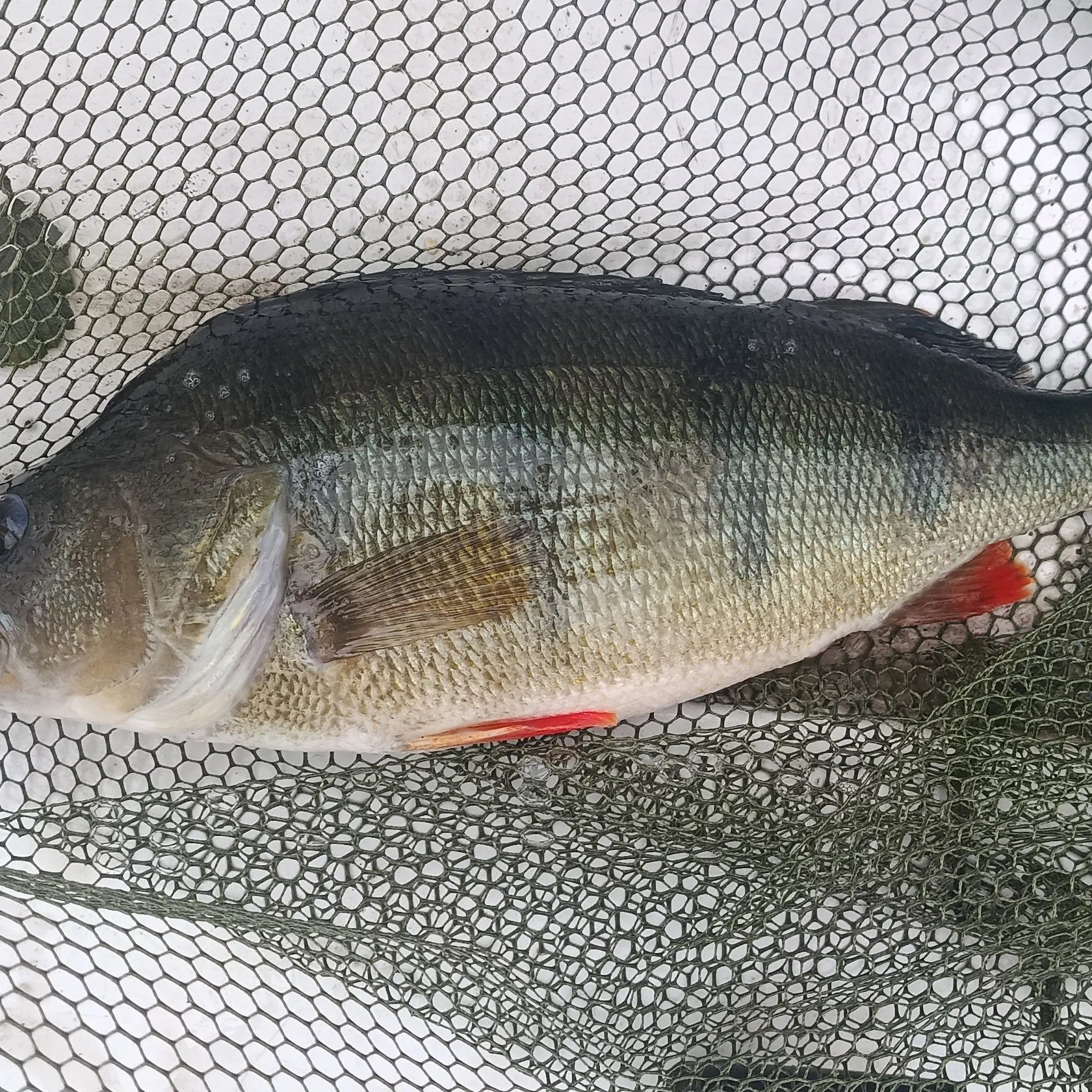 European perch caught on Fishbrain