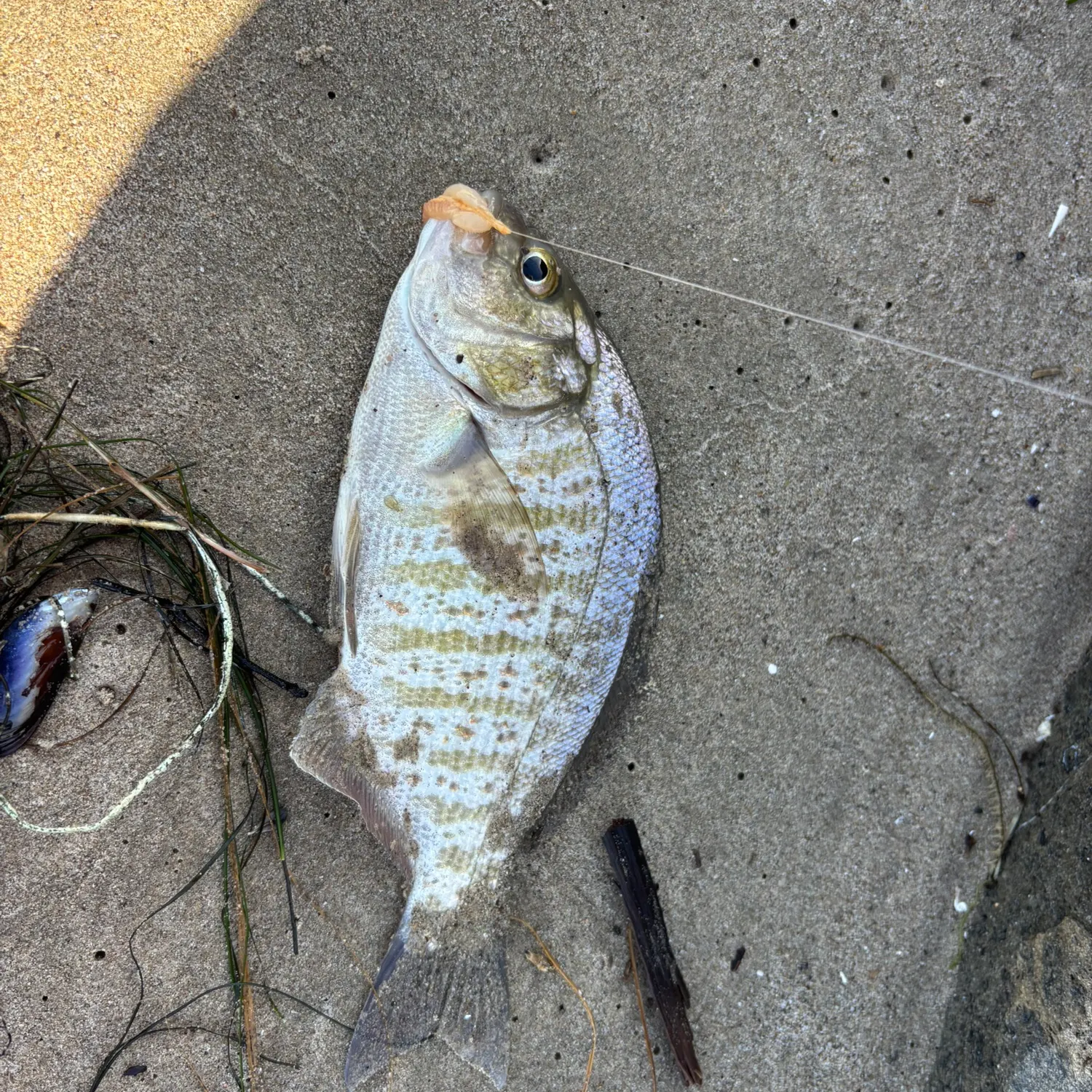 Barred surfperch caught on Fishbrain