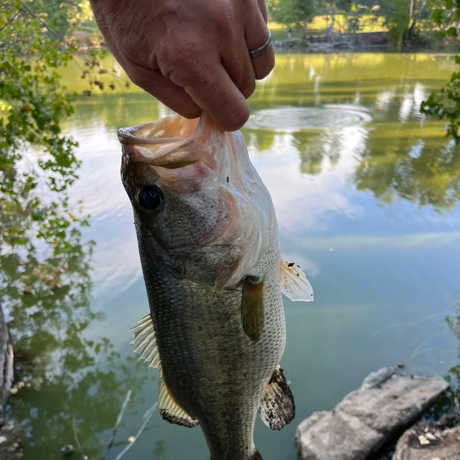 Largemouth bass caught on Fishbrain