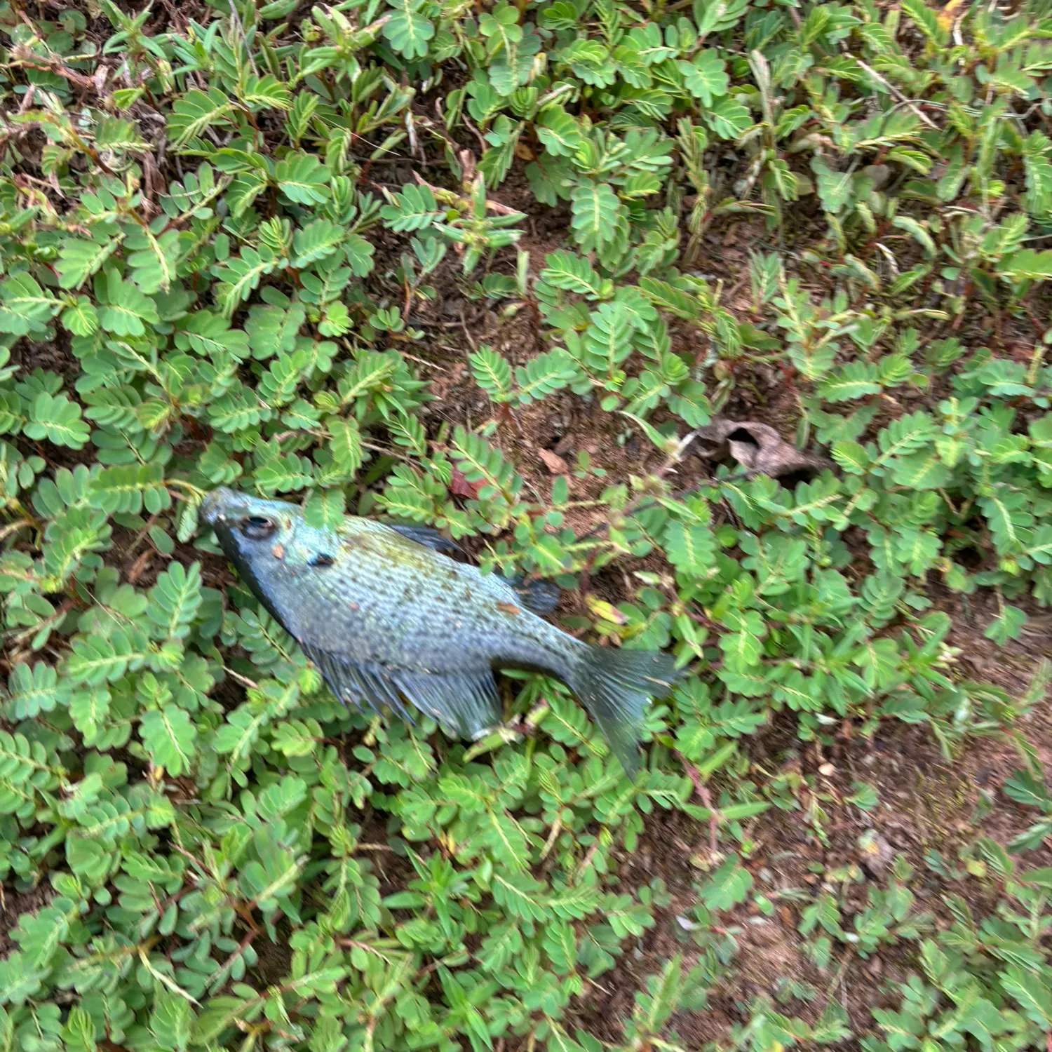 Bluegill caught on Fishbrain
