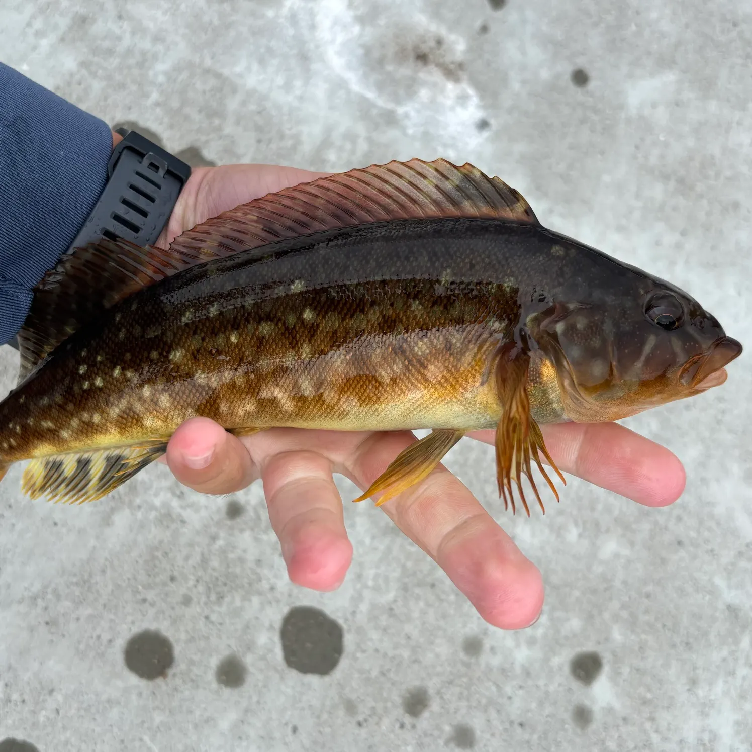 Kelp greenling caught on Fishbrain