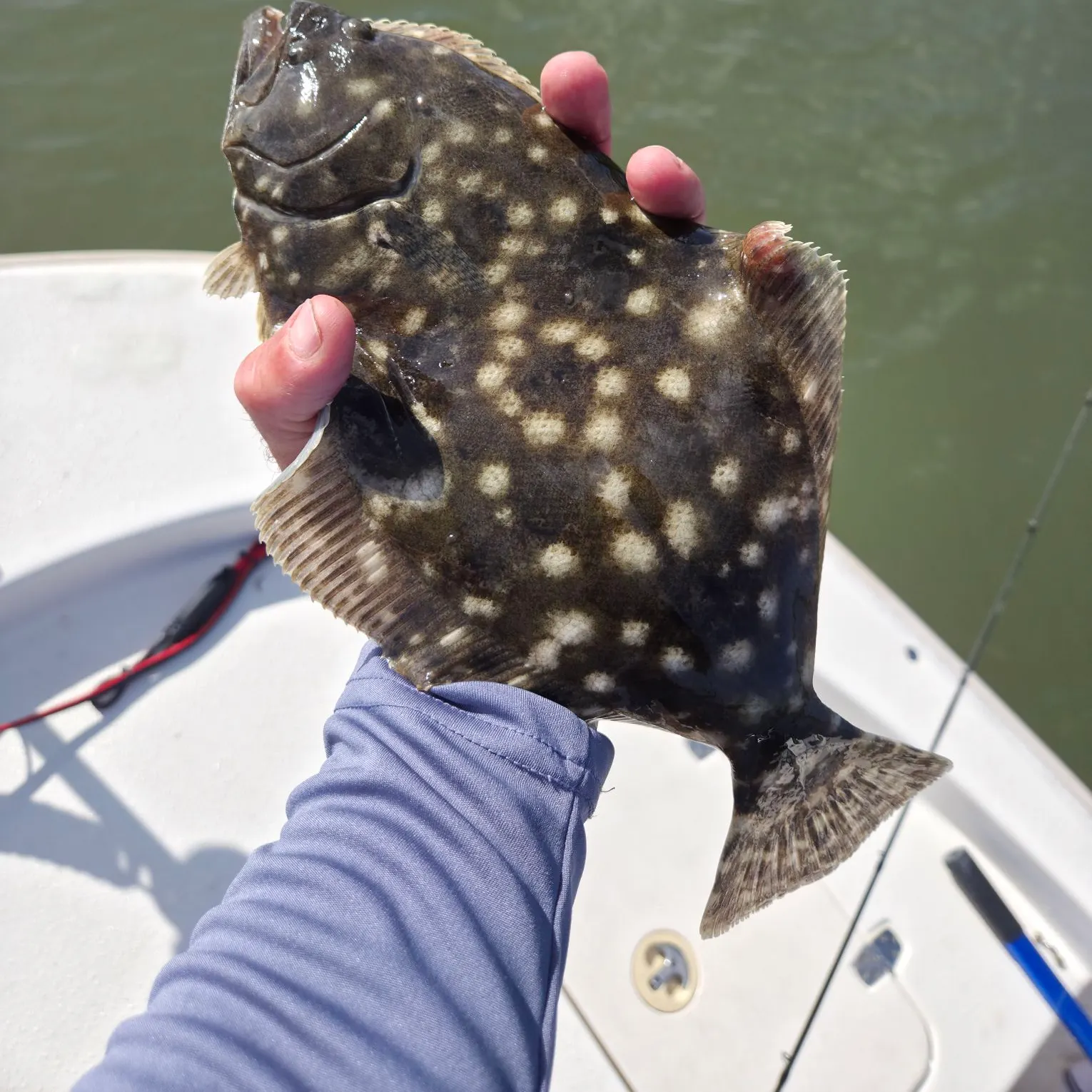 The most recent Southern flounder catches on Fishbrain