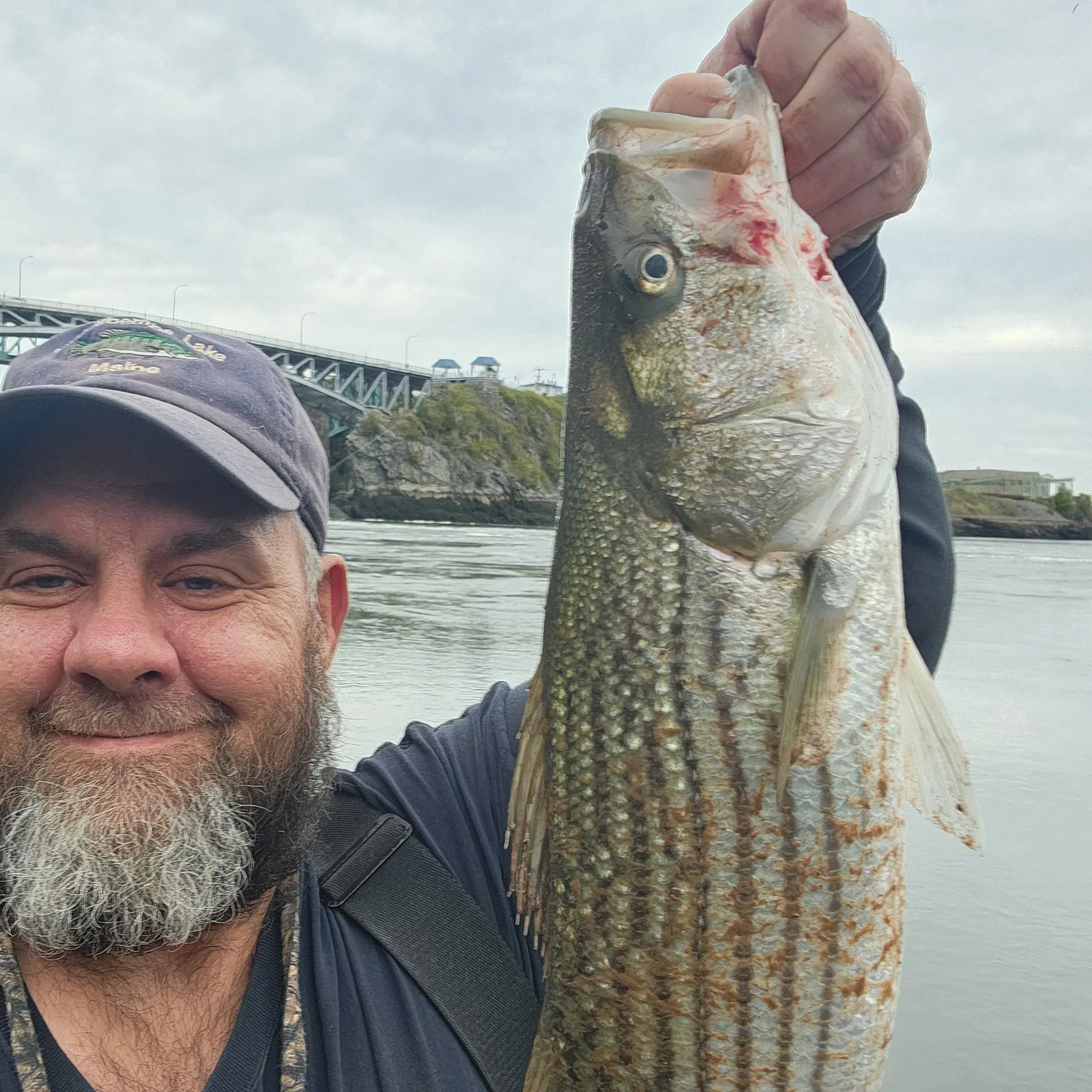 Striped bass caught on Fishbrain