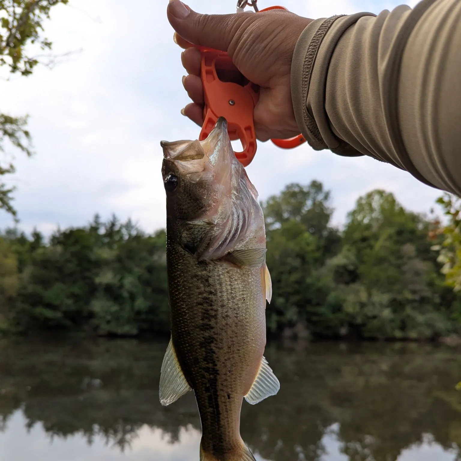 Largemouth bass caught on Fishbrain