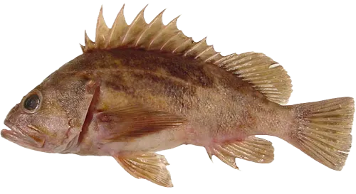 Brown rockfish