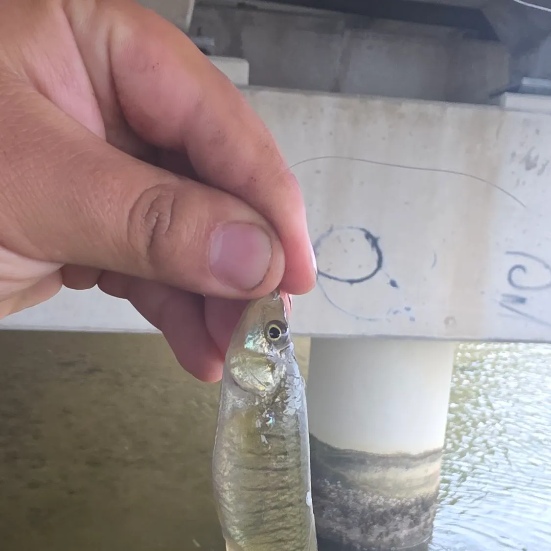 The most recent Mummichog catches on Fishbrain